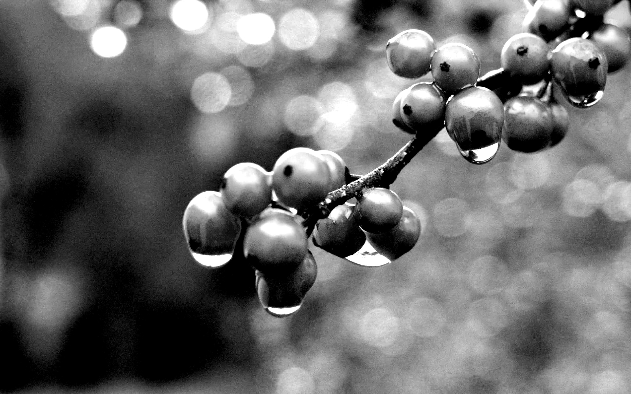 Капли росы на ягодах рябины обои