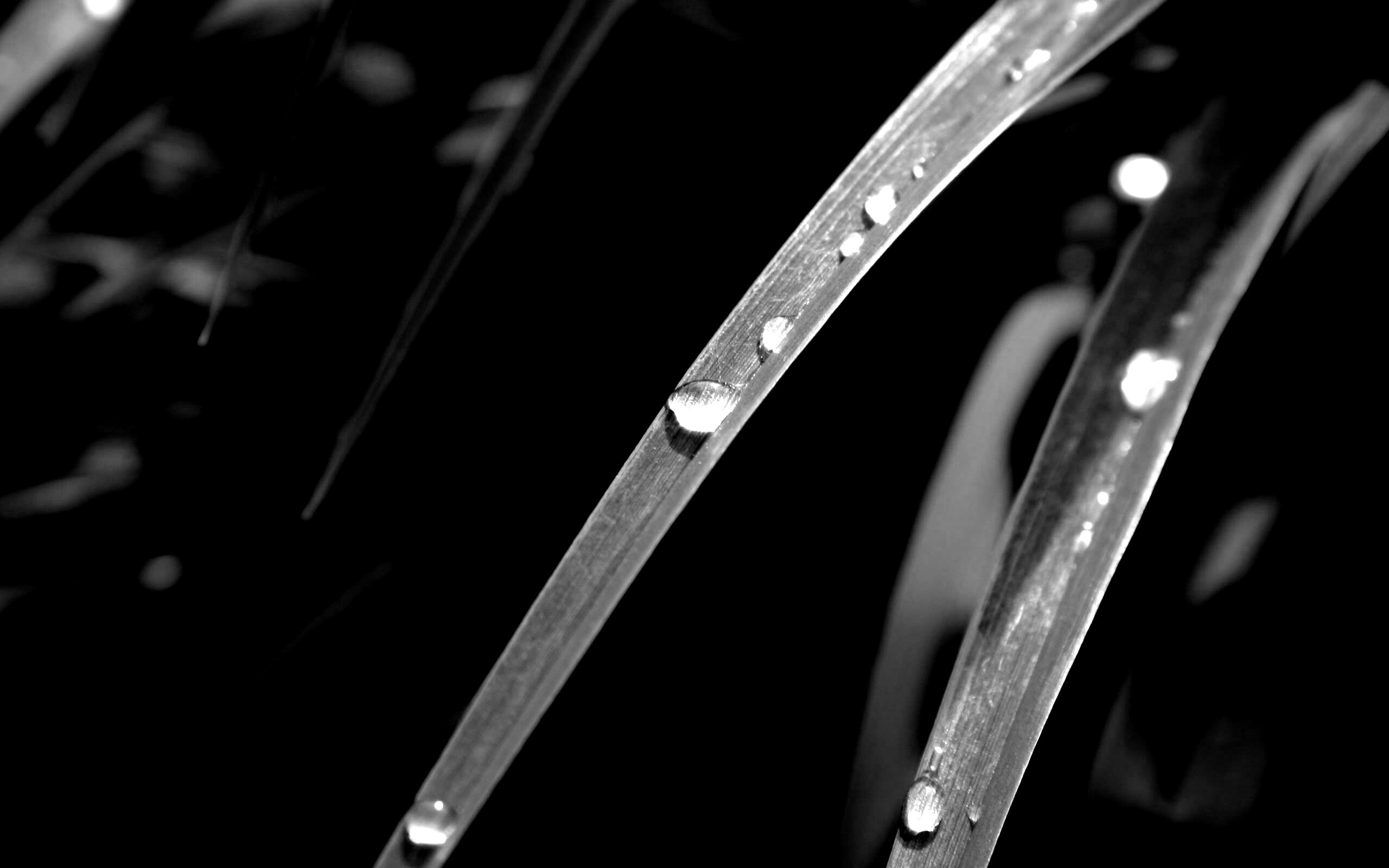 Капли росы на траве обои