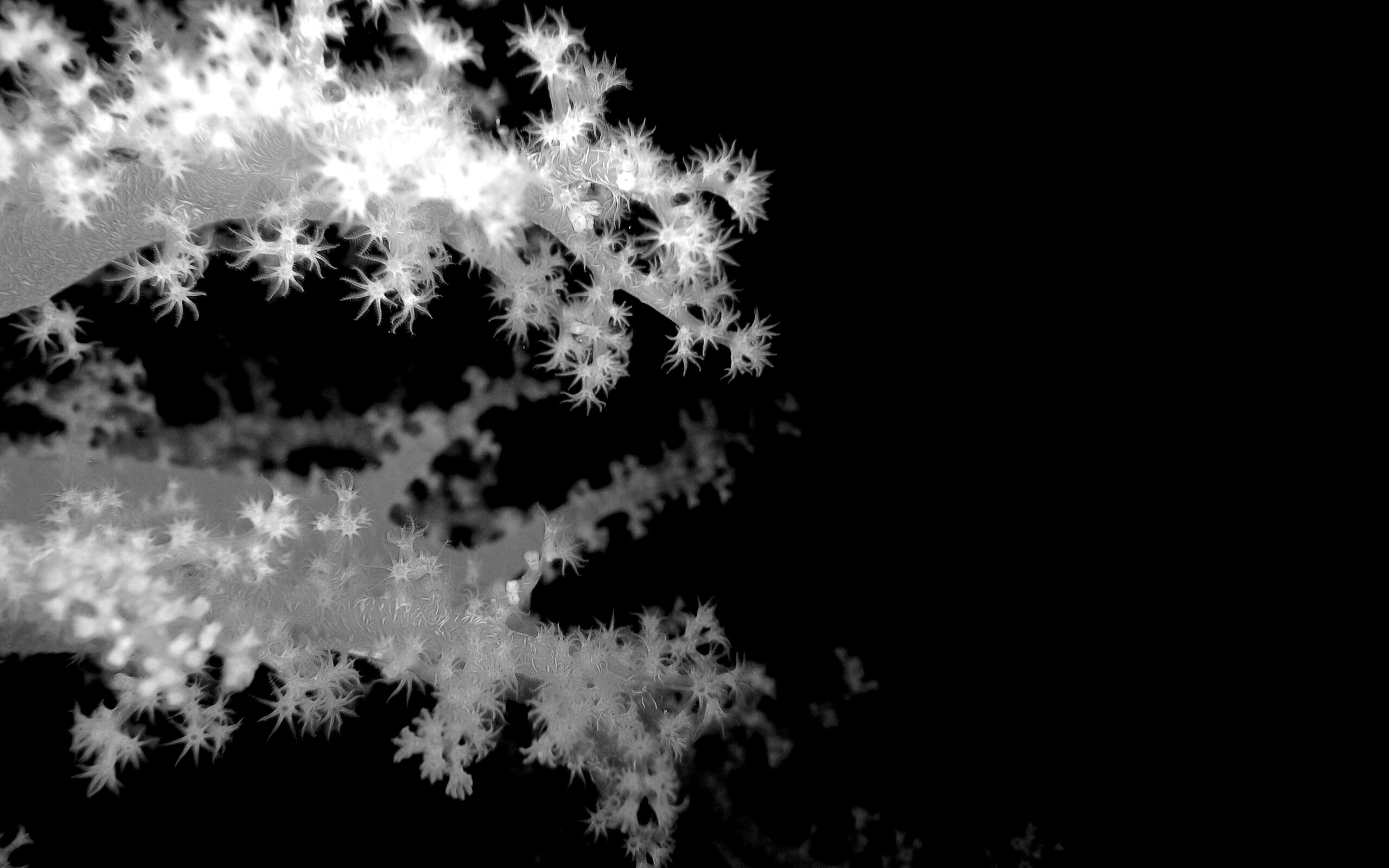 Кораллы обои