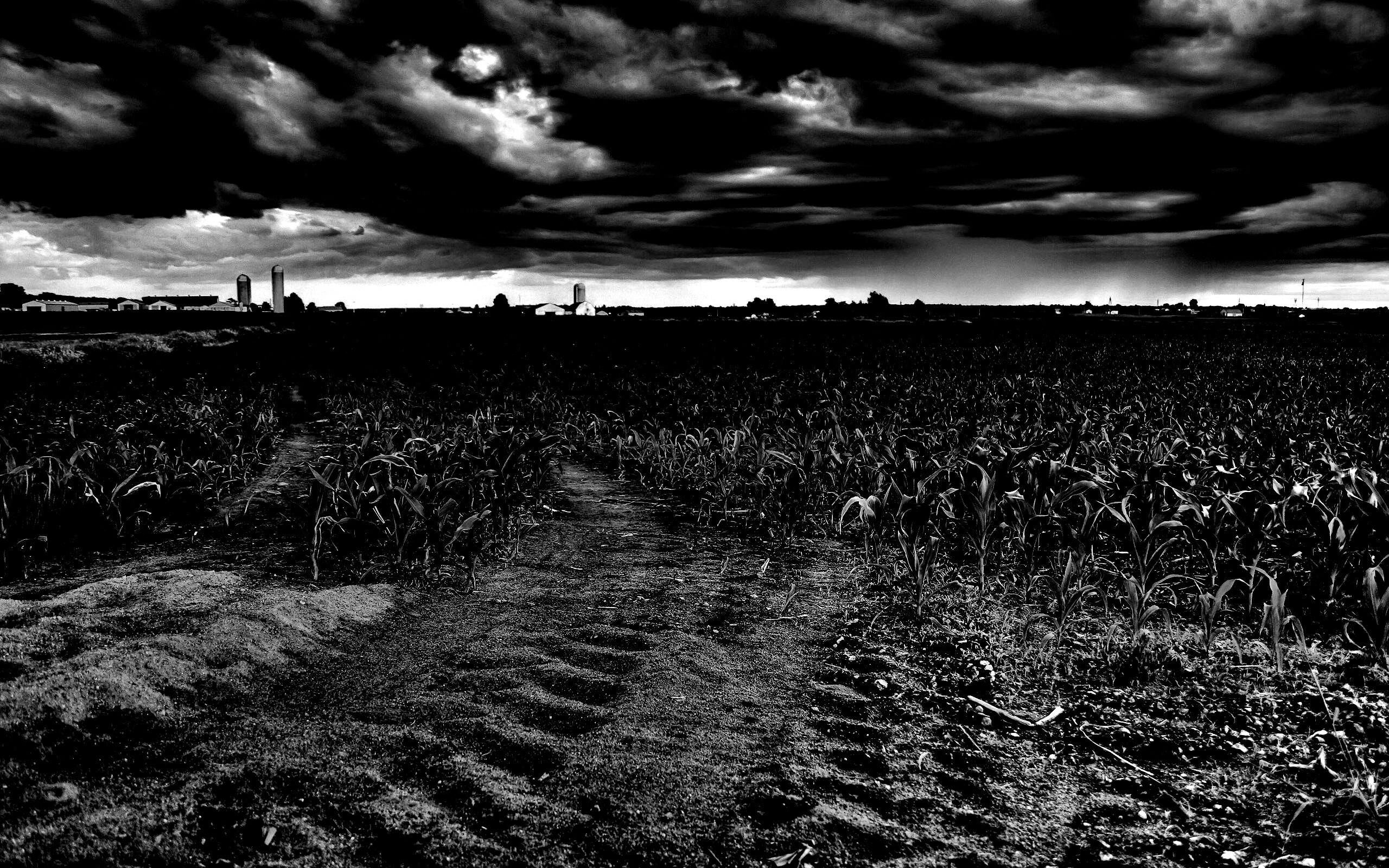 Кукурузное поле у фермы обои