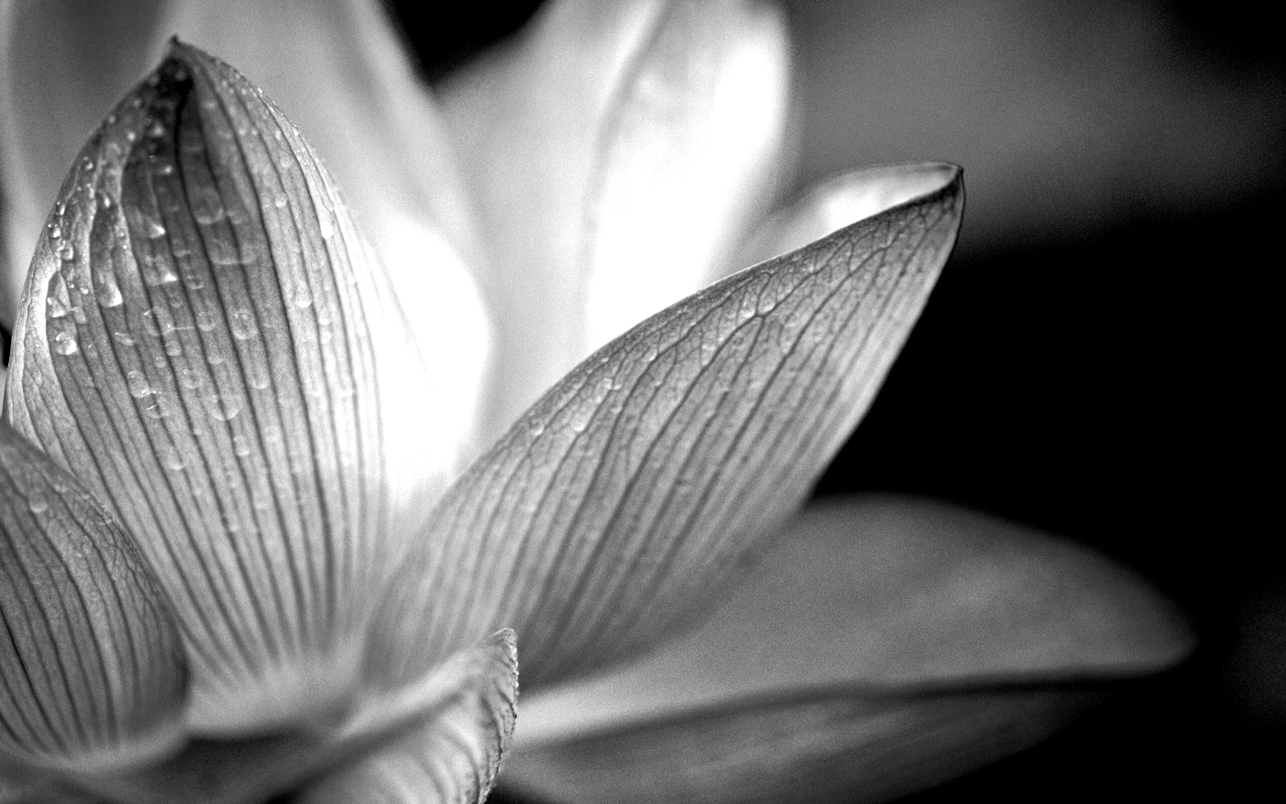 Лепестки цветов обои