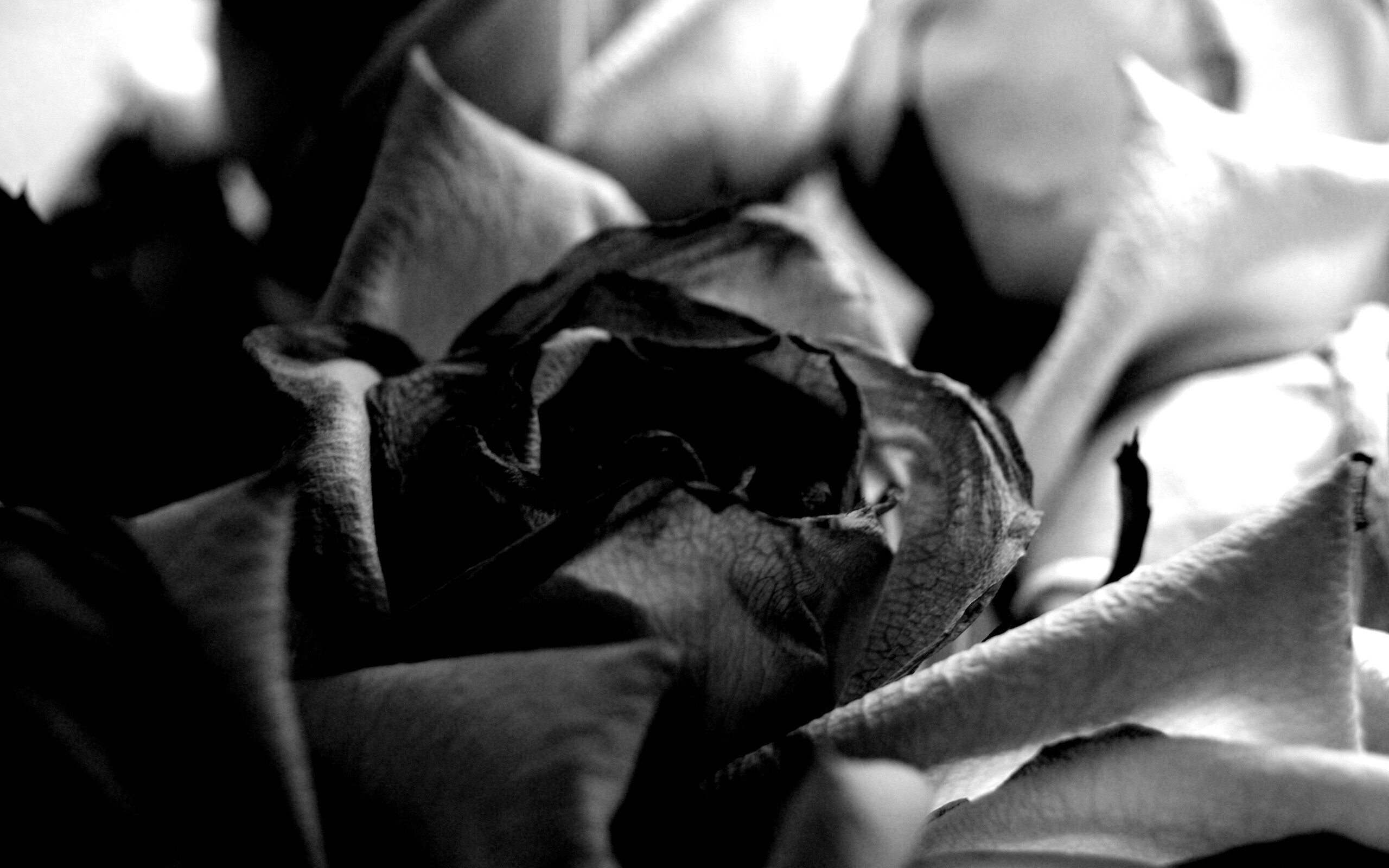 Увядающая роза обои