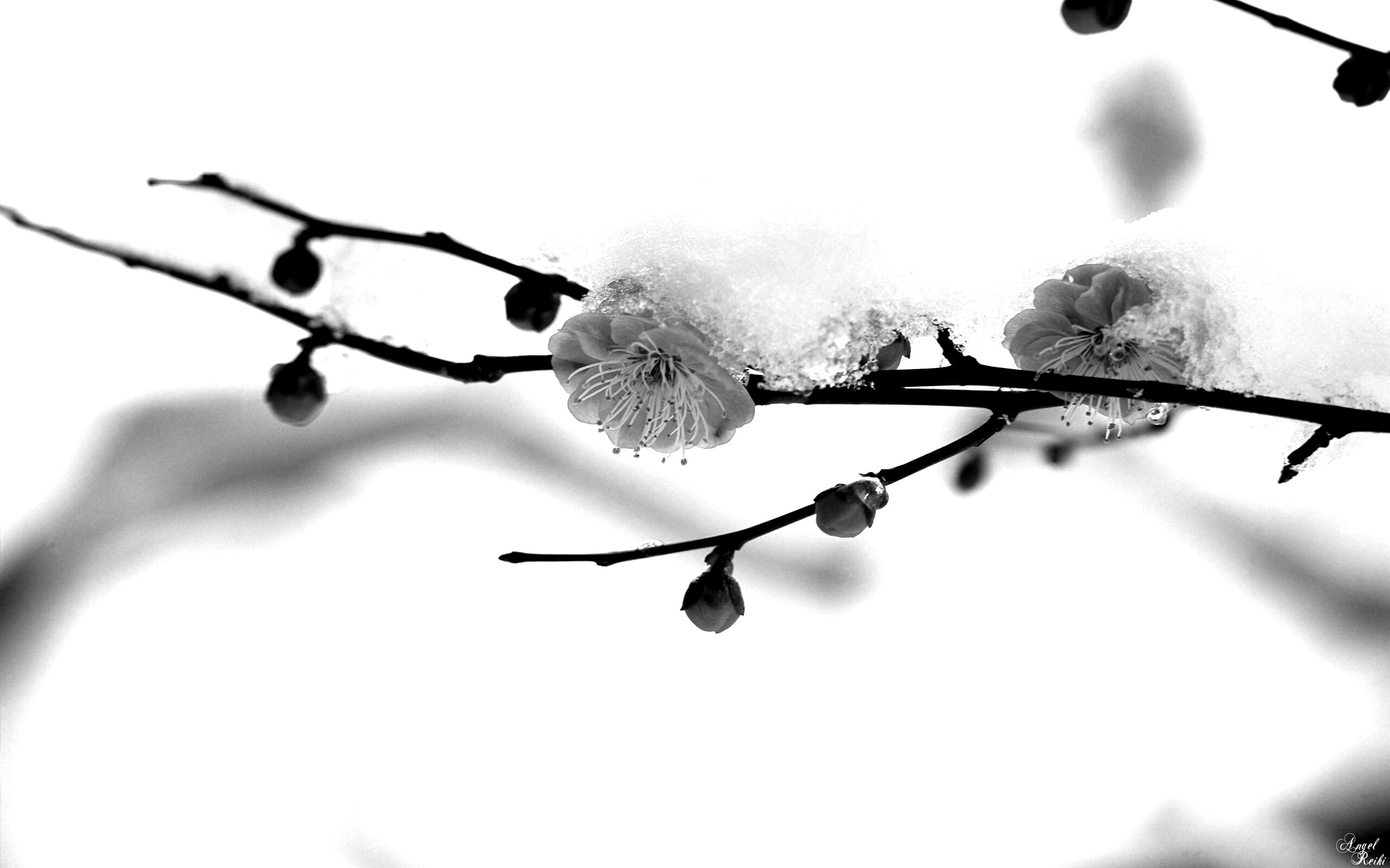 Цветы под снегом обои