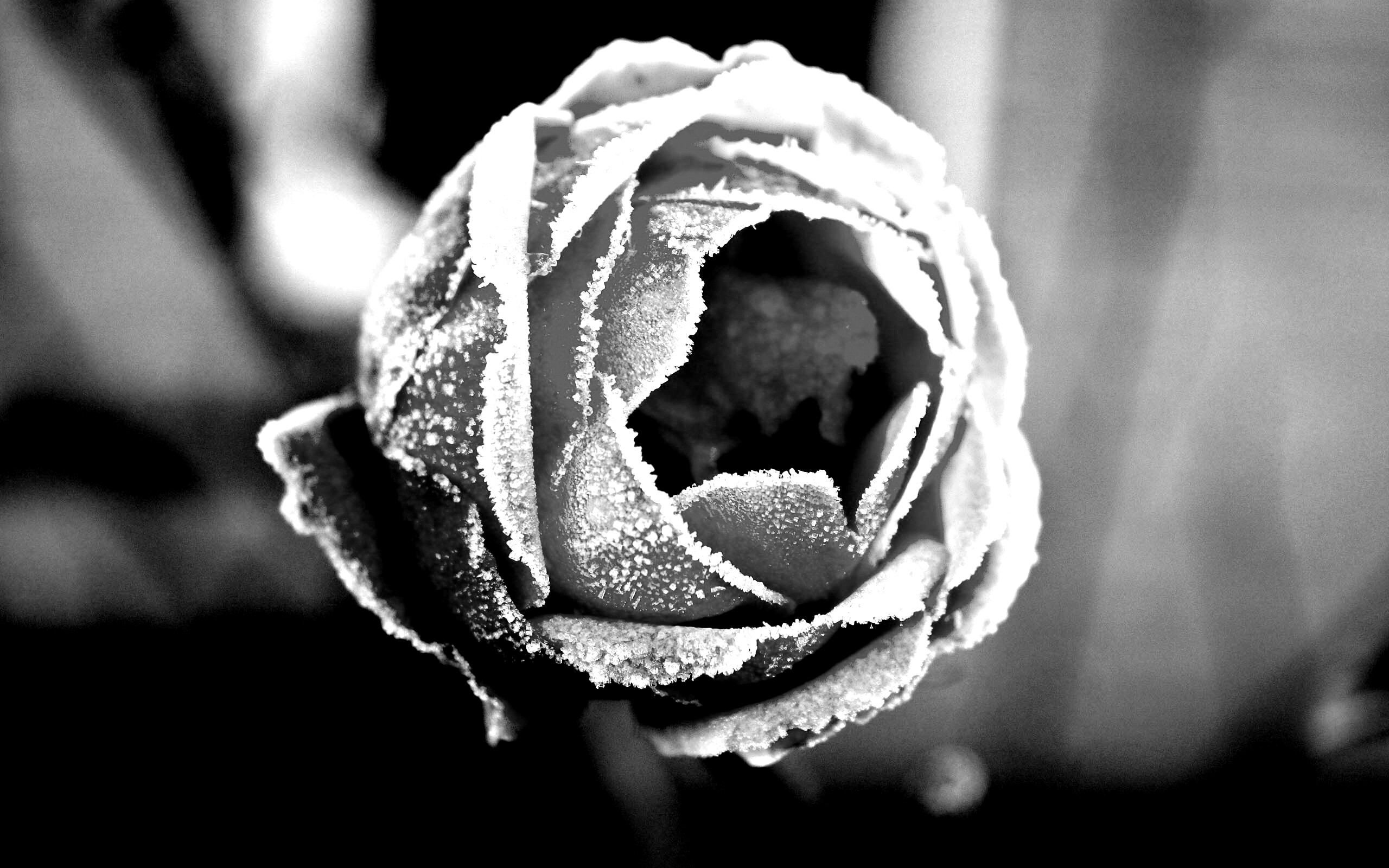 Роза в иние обои