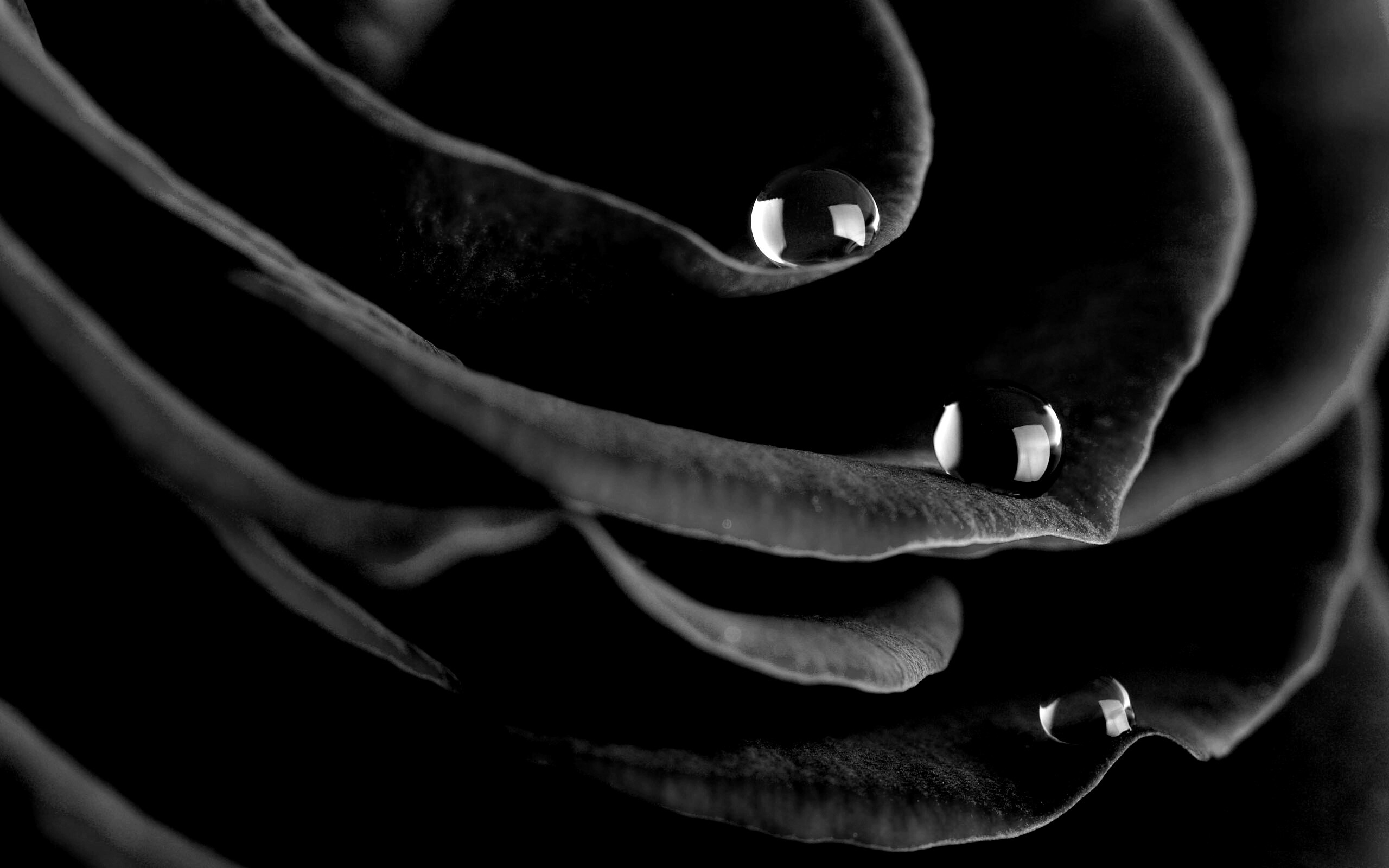 Капли росы на лепестках розы обои