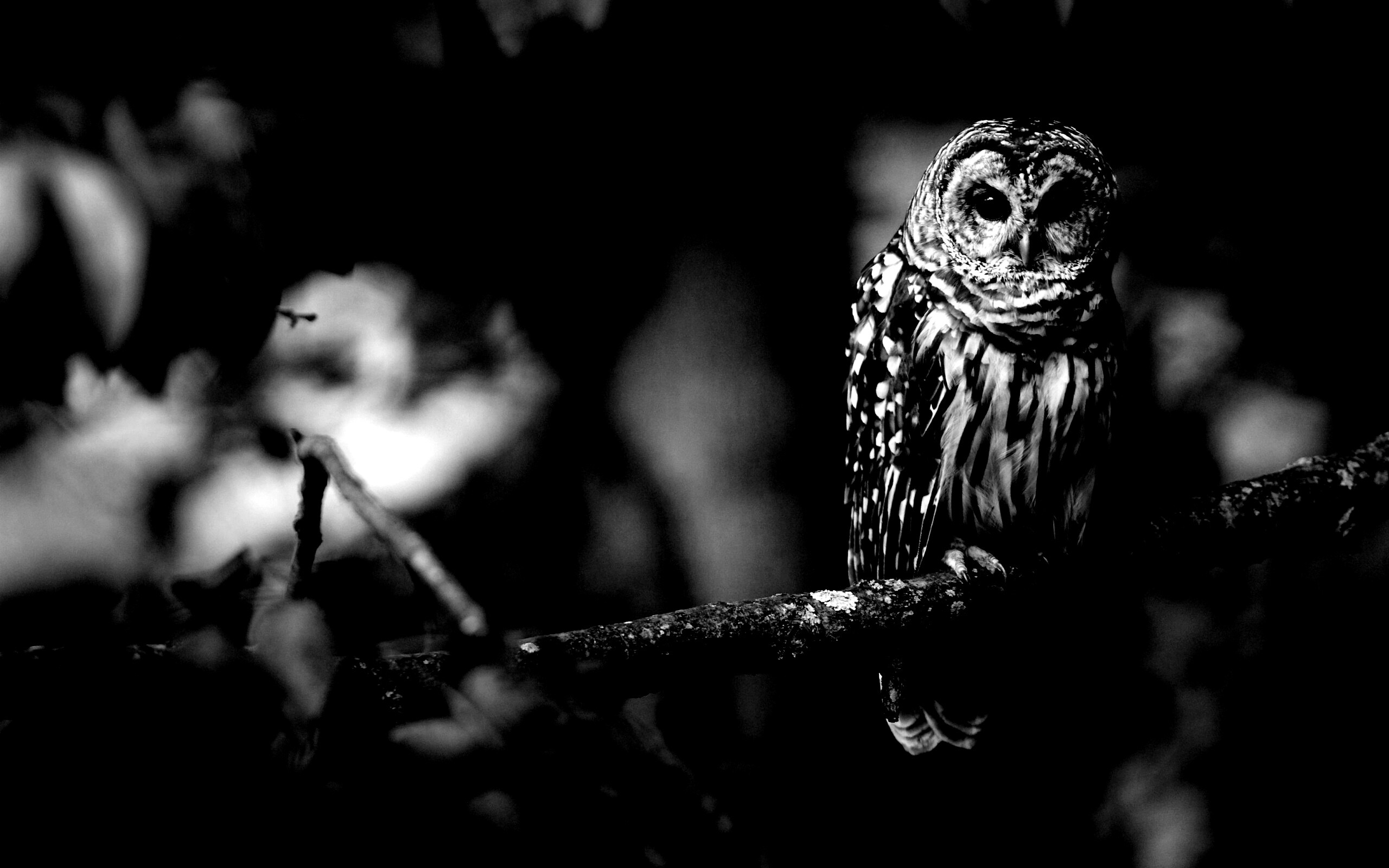 Сова на ветке обои