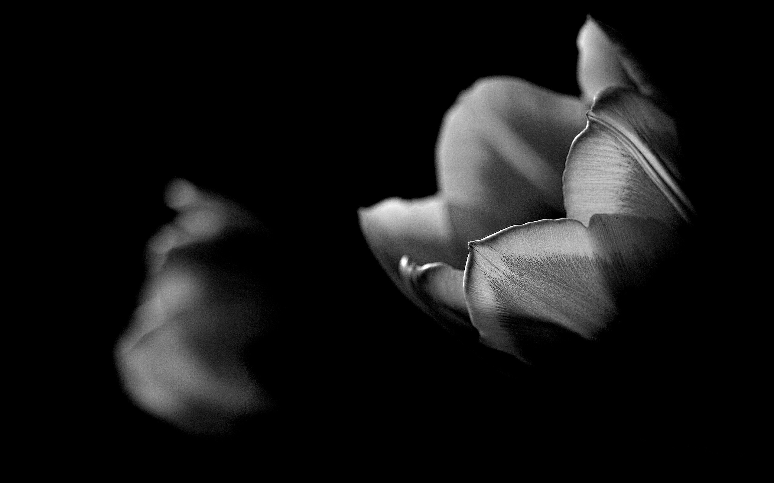 Тюльпаны в темноте обои