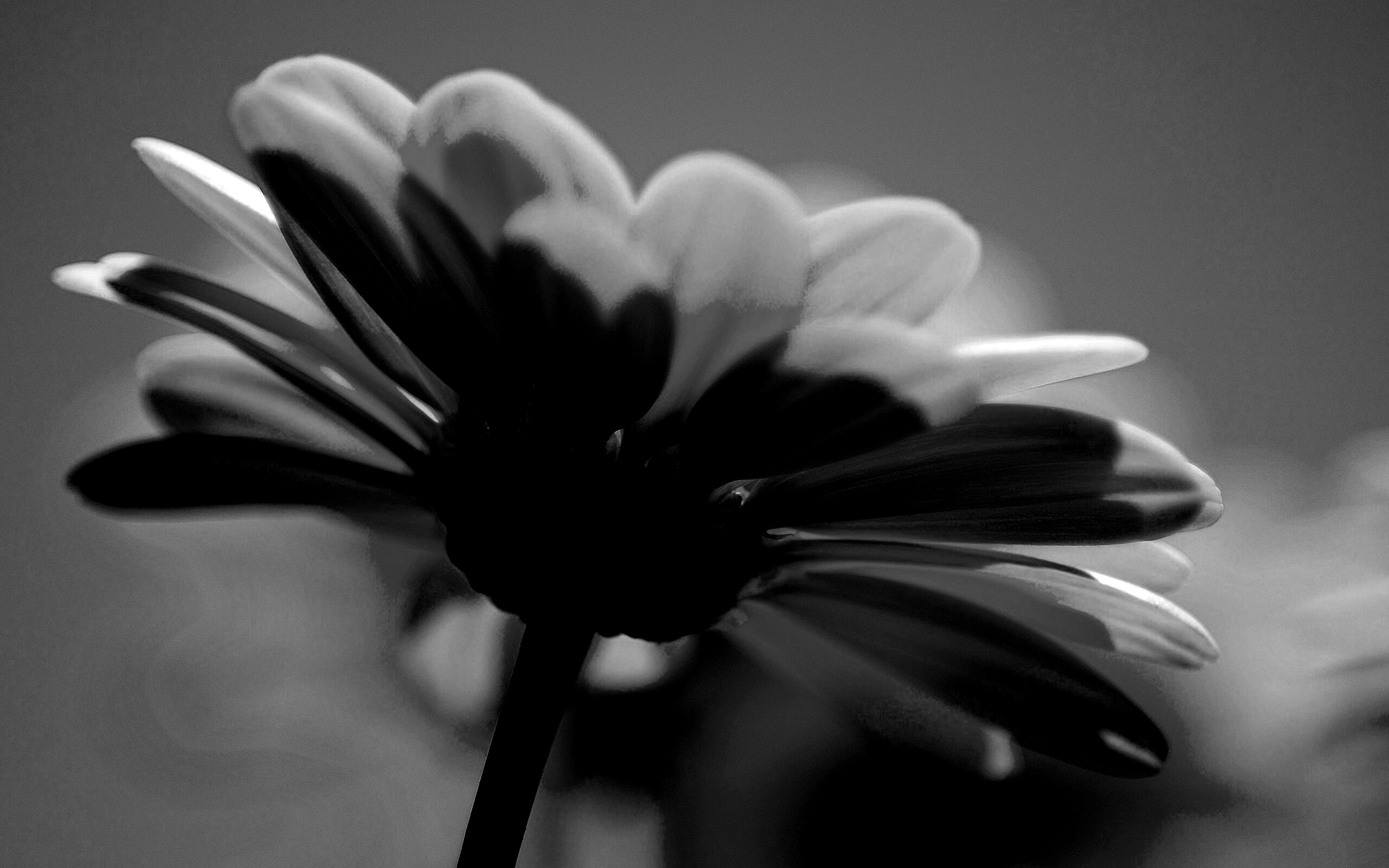 Макро-фото желтого цветка обои