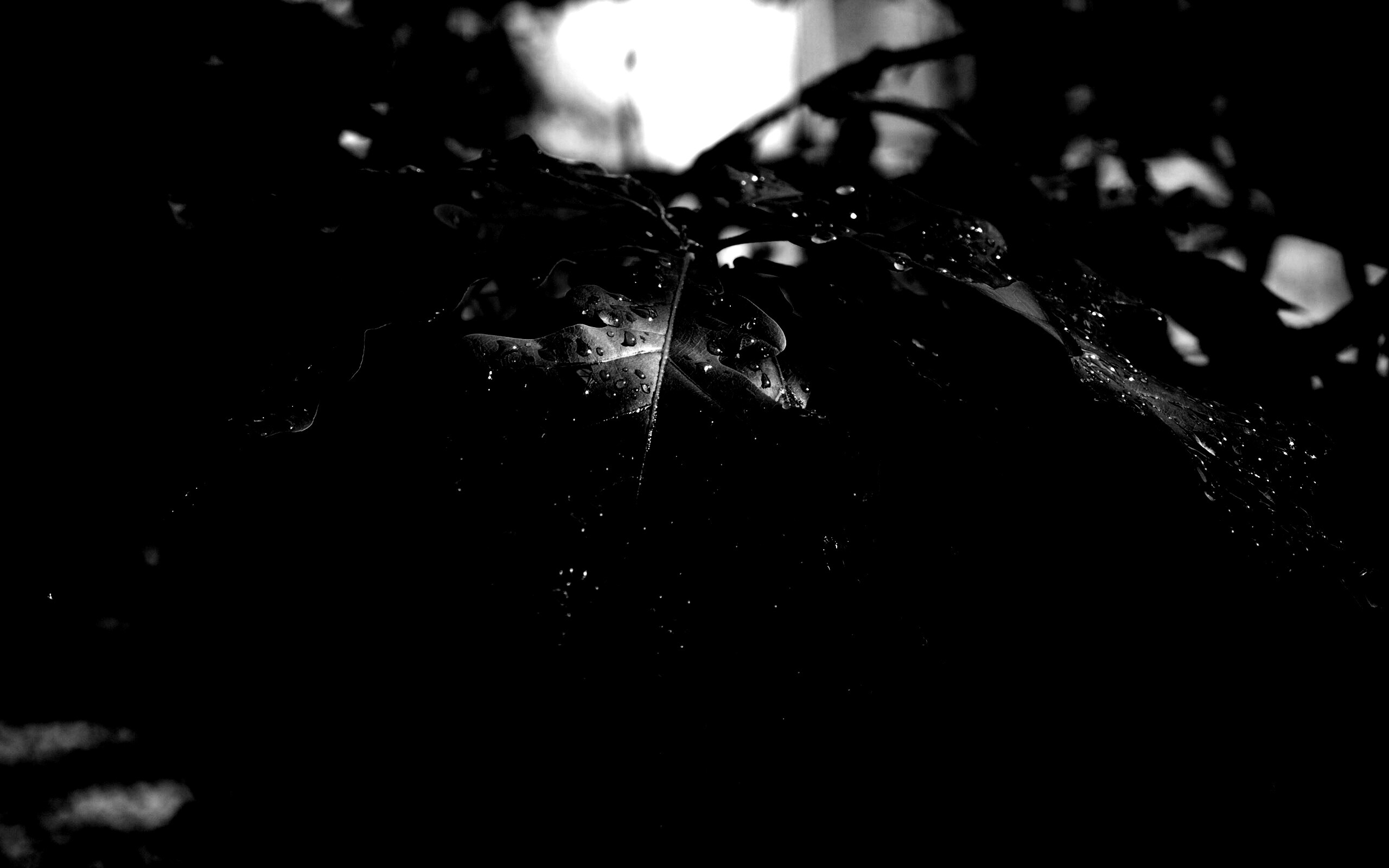 Сочные листья дуба обои