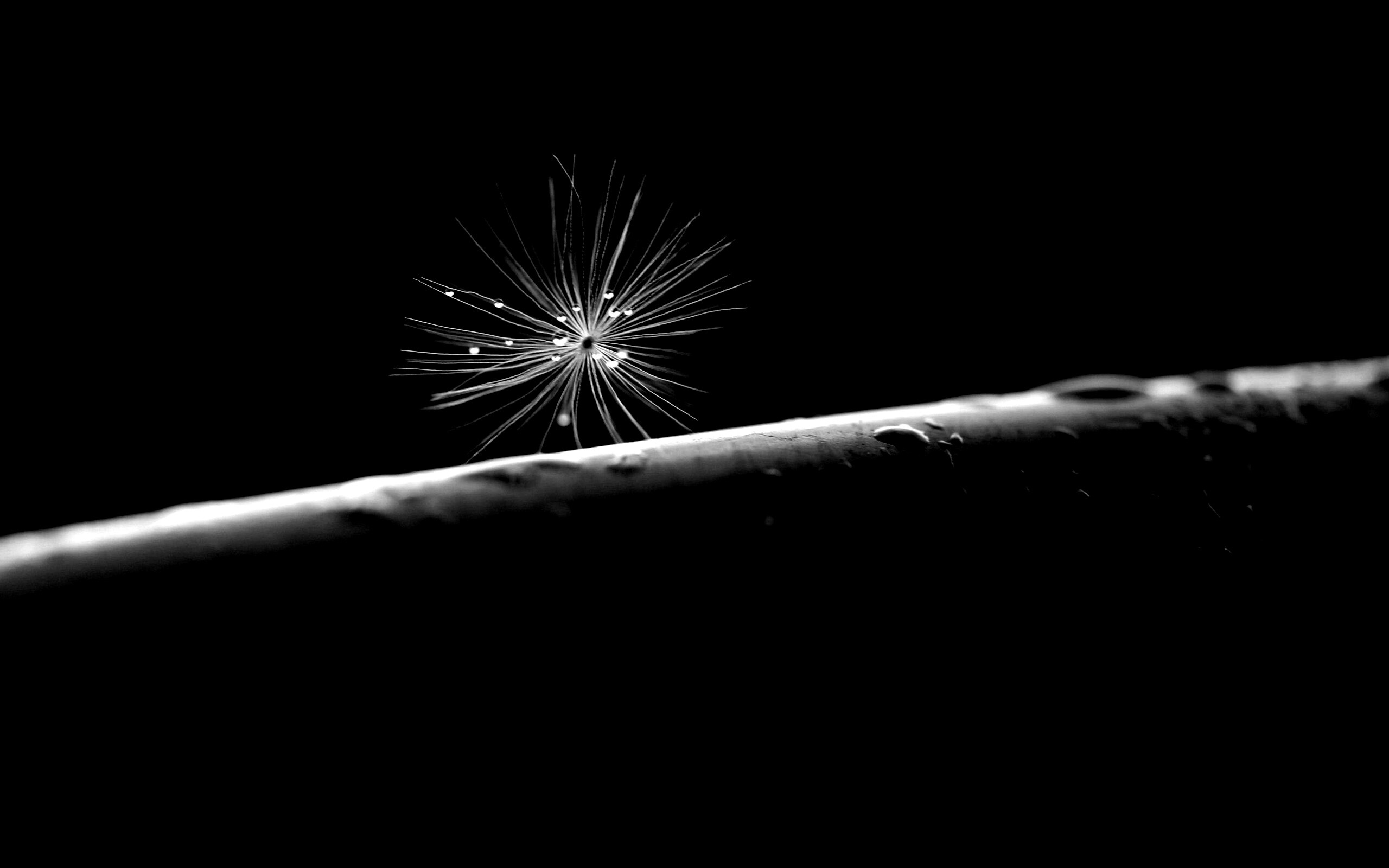 Прилипшая пушинка обои