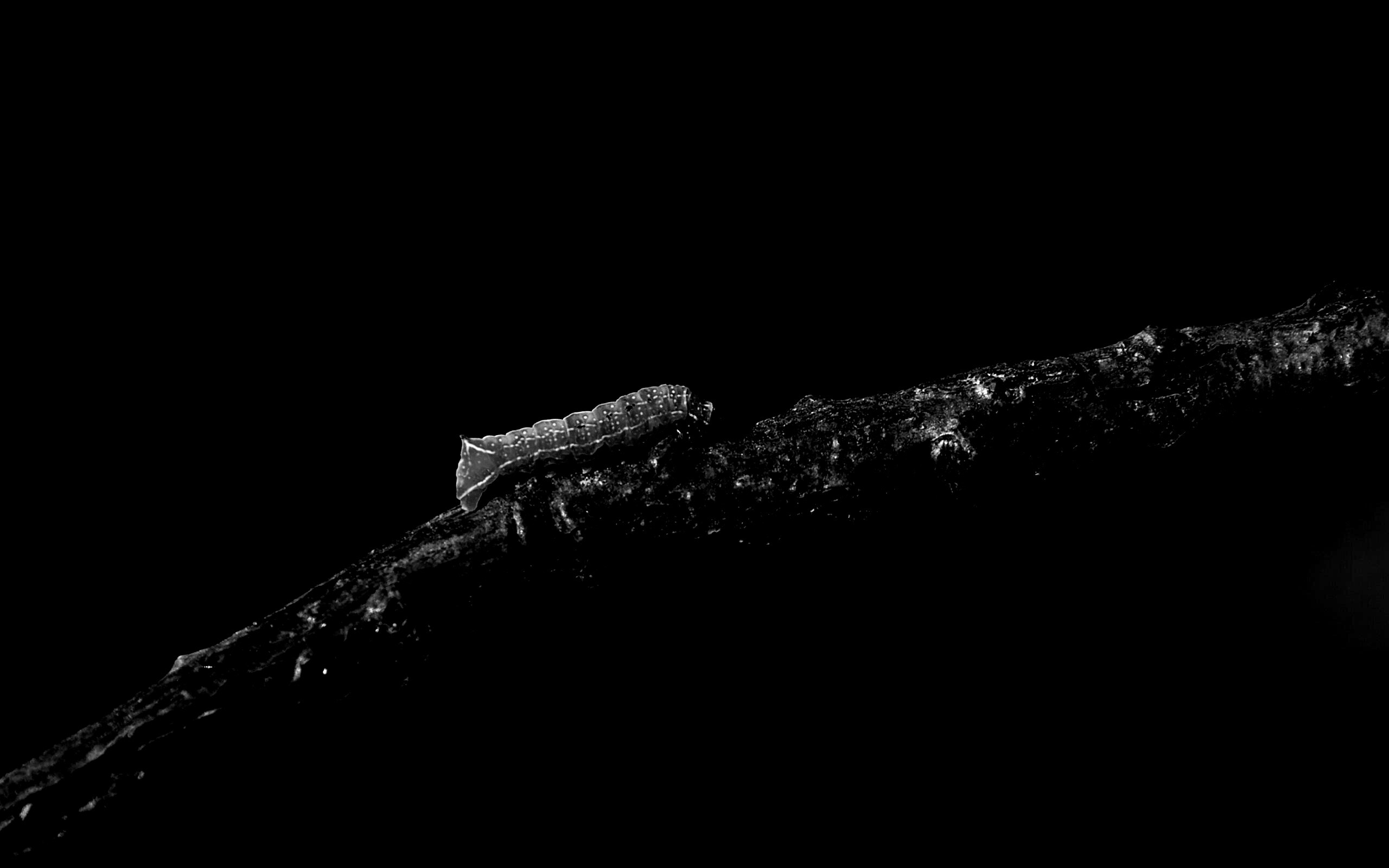 Гусеница на ветке обои