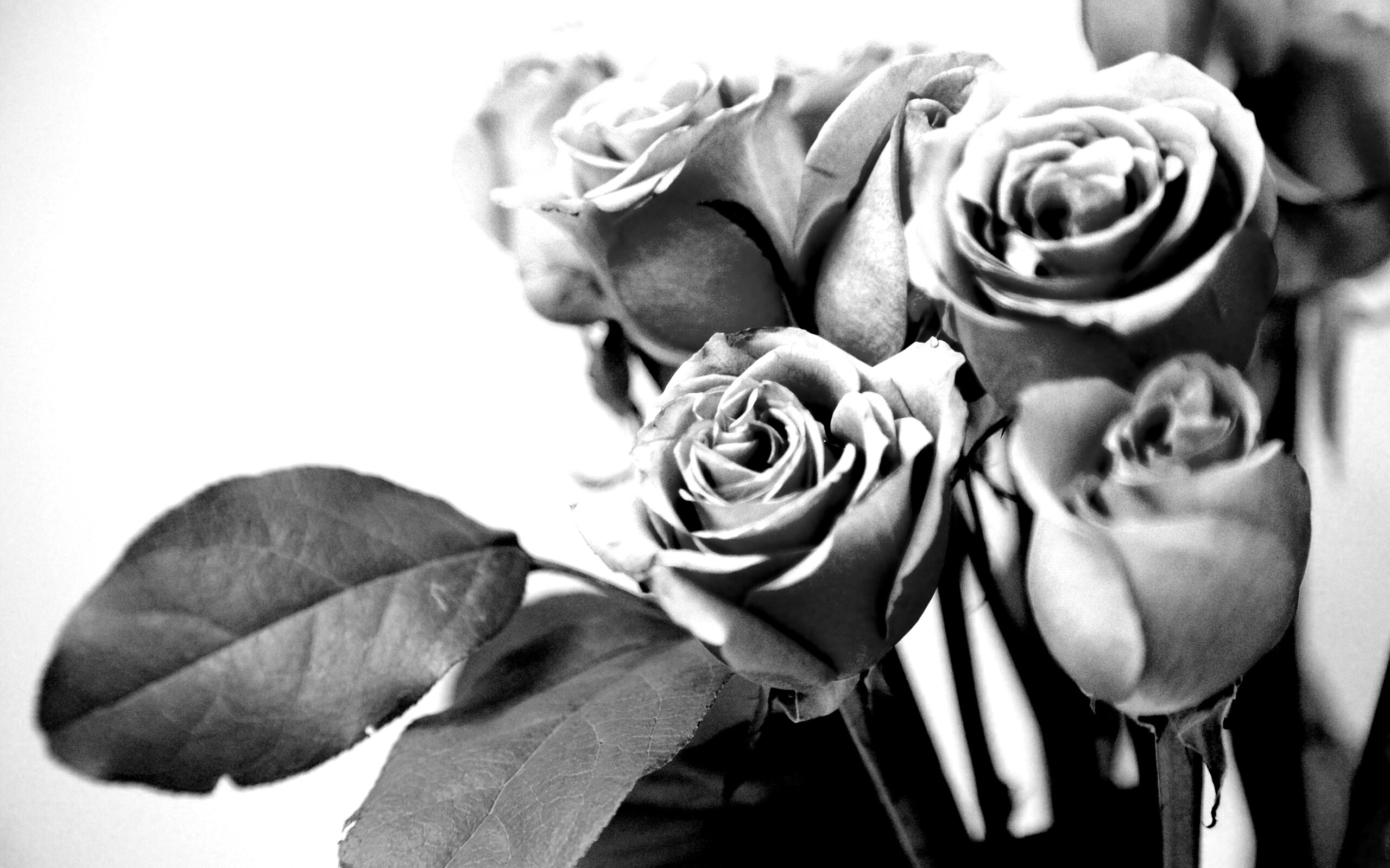 Букет розовых роз обои