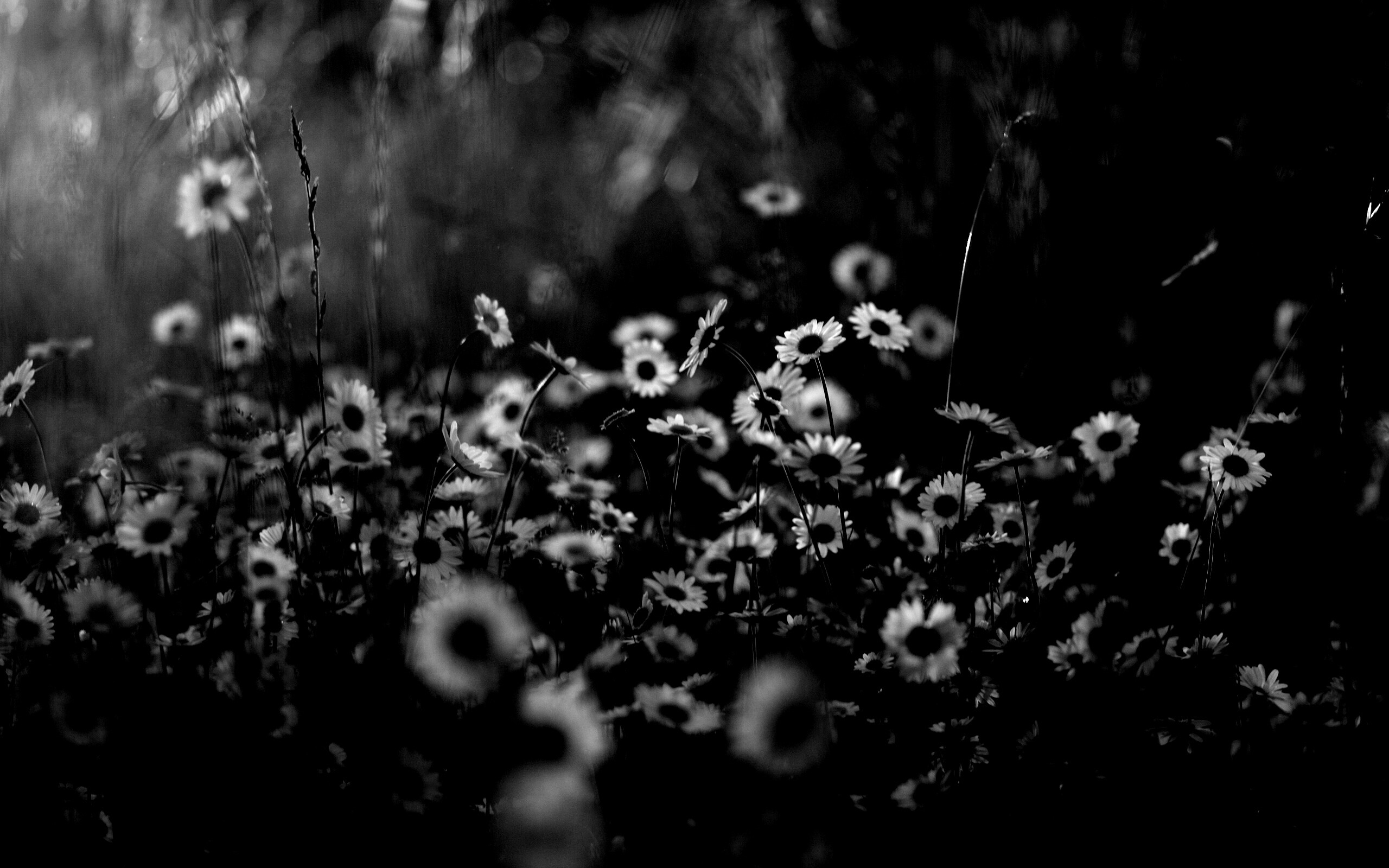 Поле ромашек обои