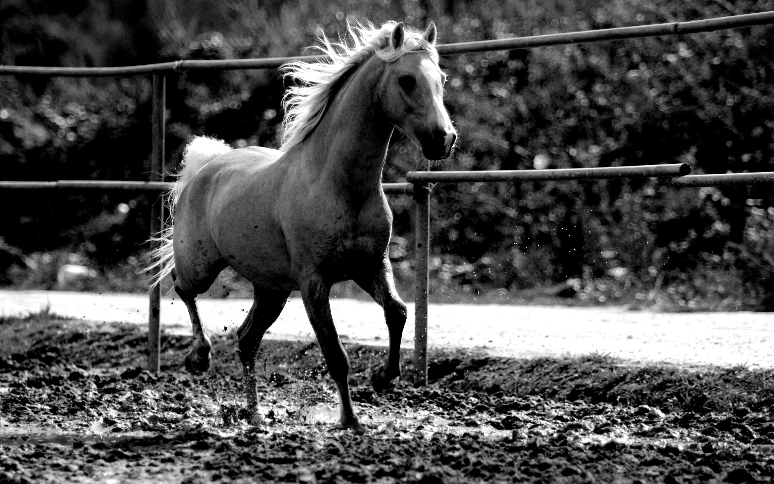 Молодая лошадь в загоне обои