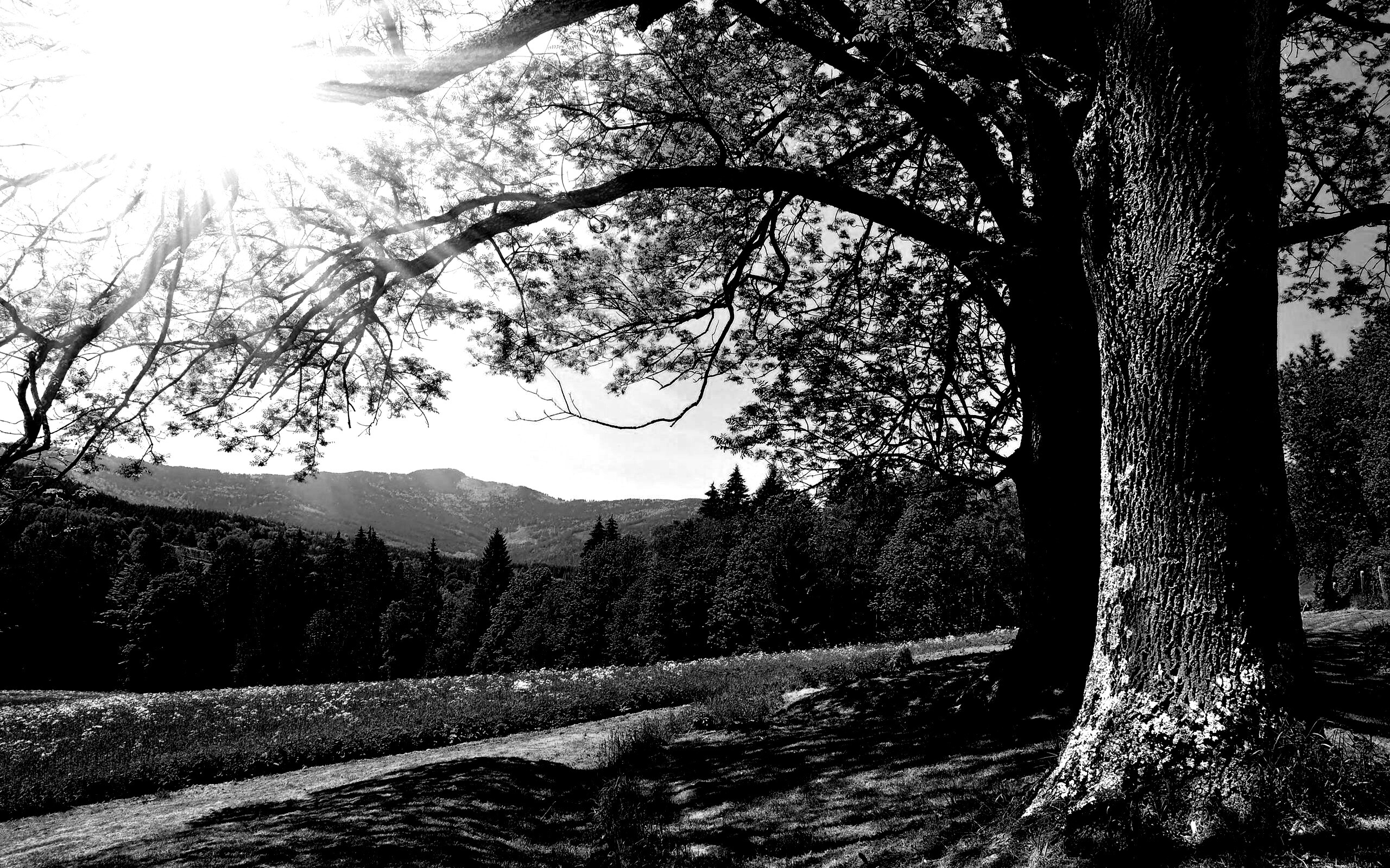 Лето в деревне обои