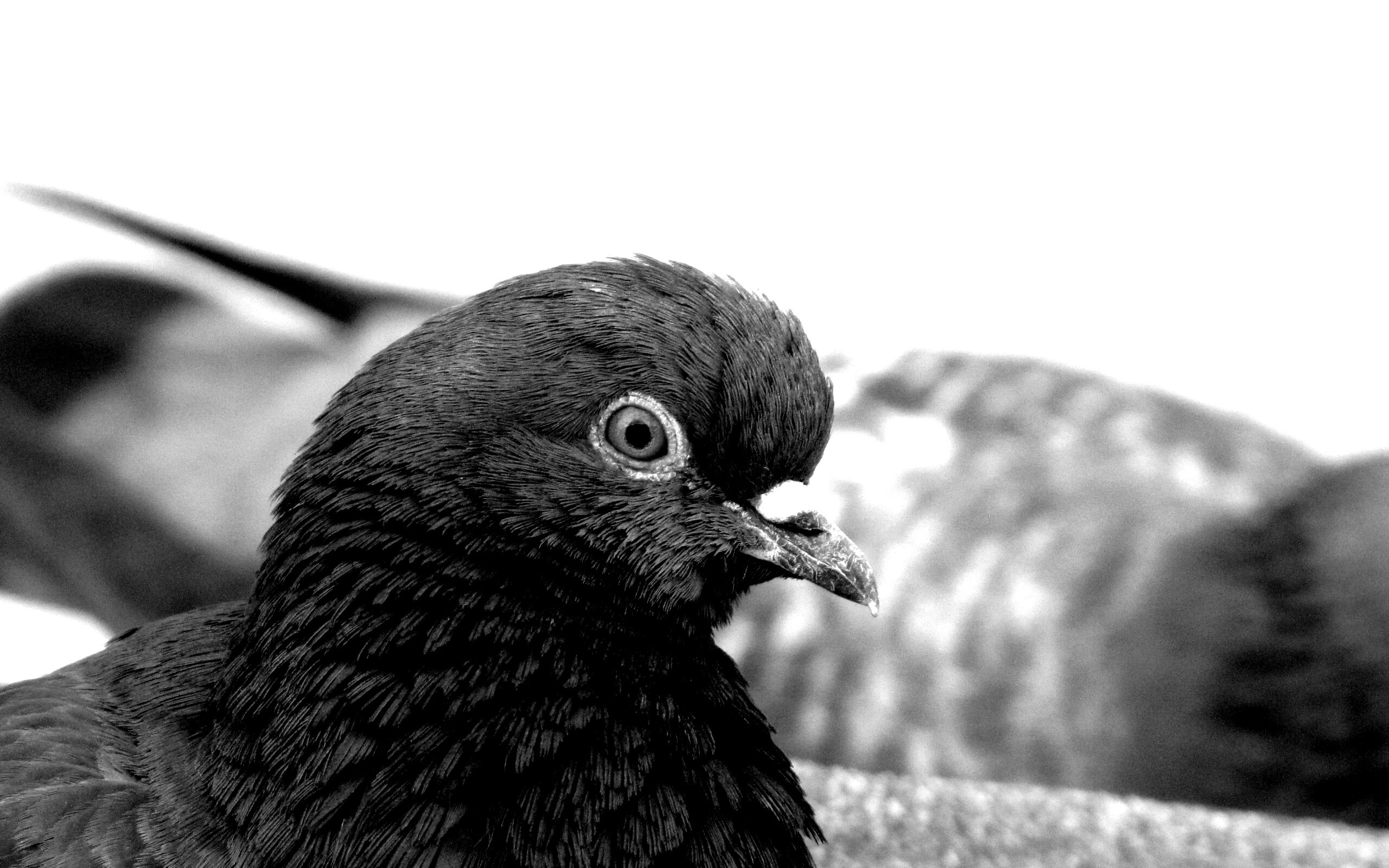 Смотрит в самую душу обои