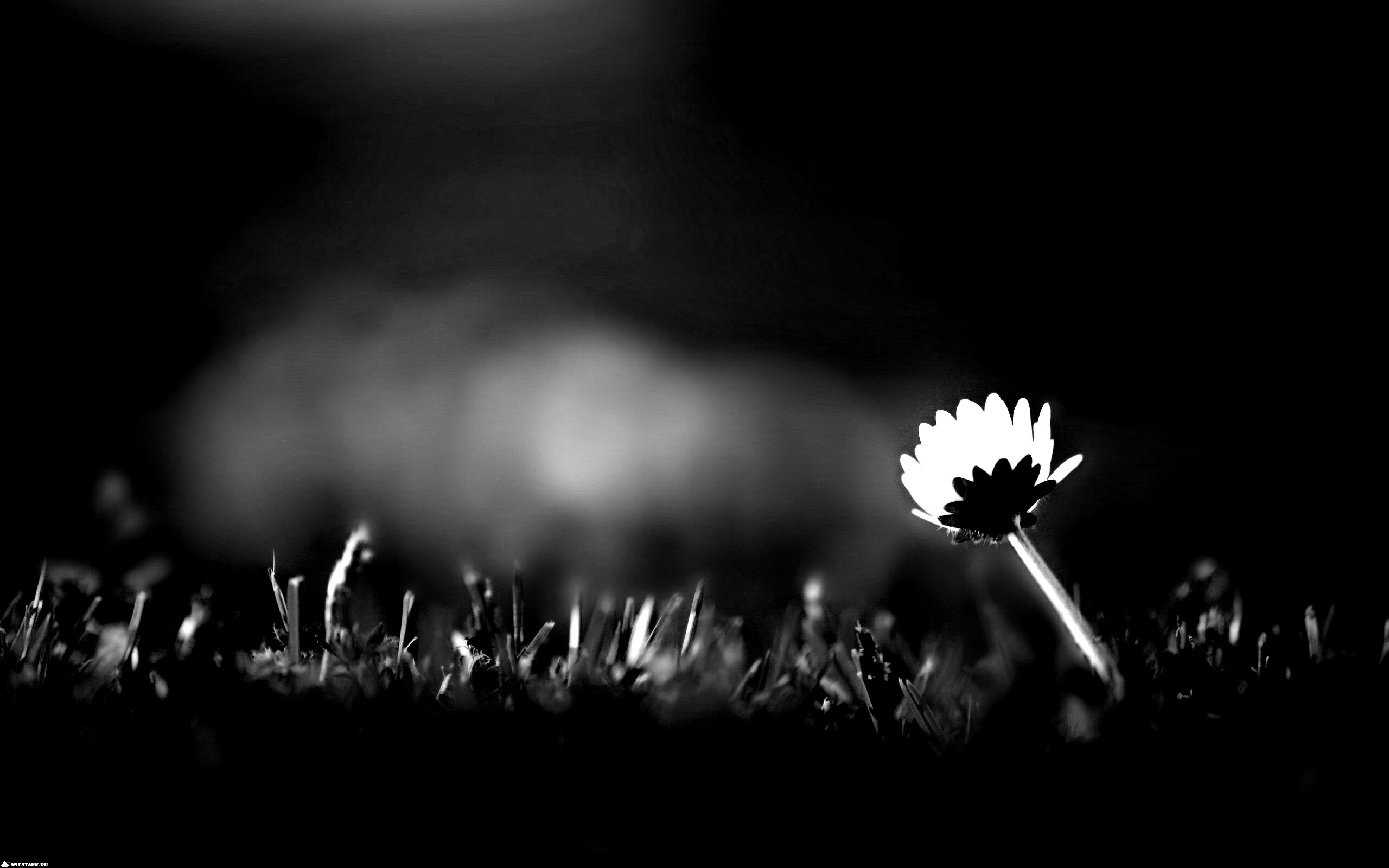 Цветок на траве обои