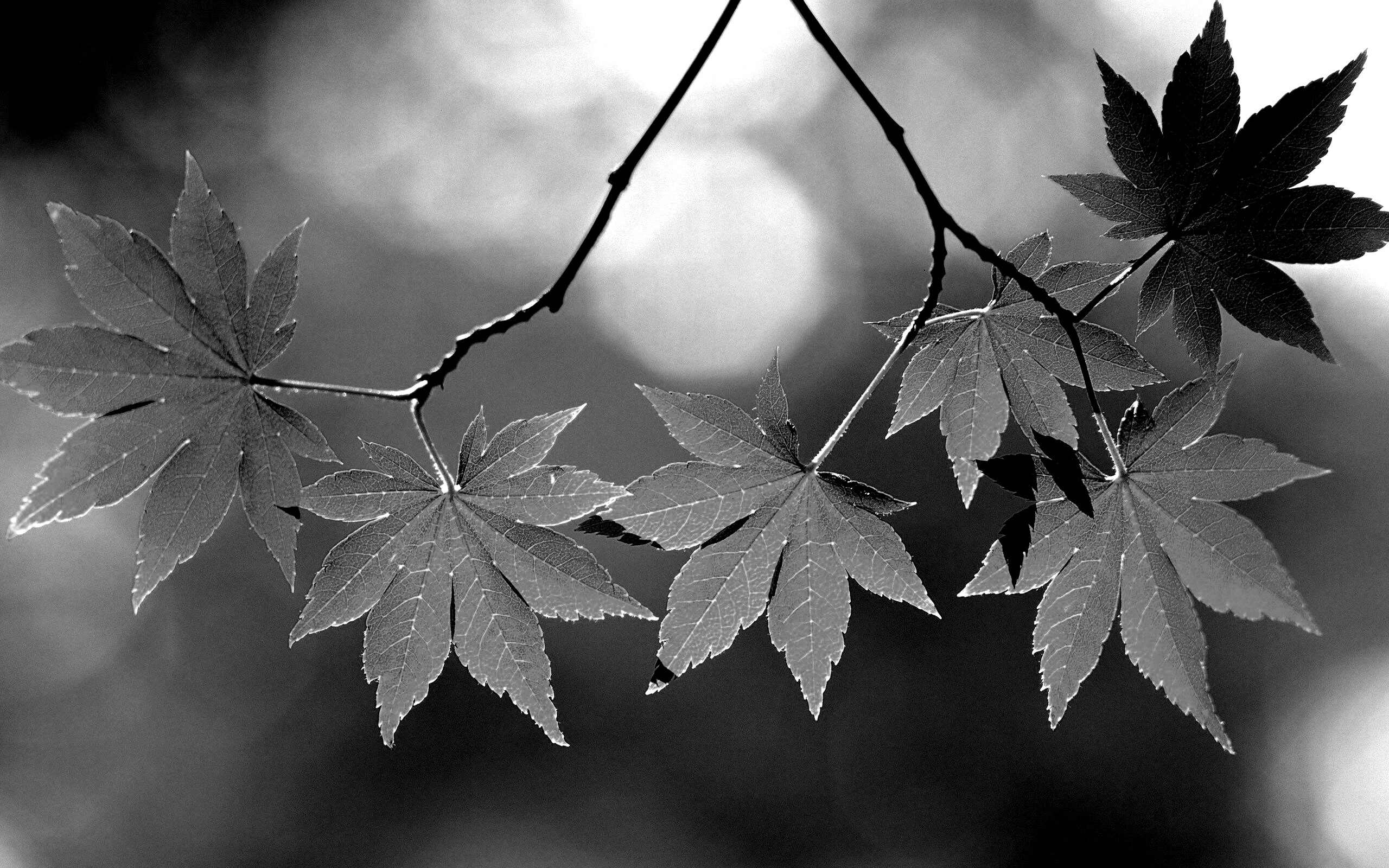 Зелёные листья обои