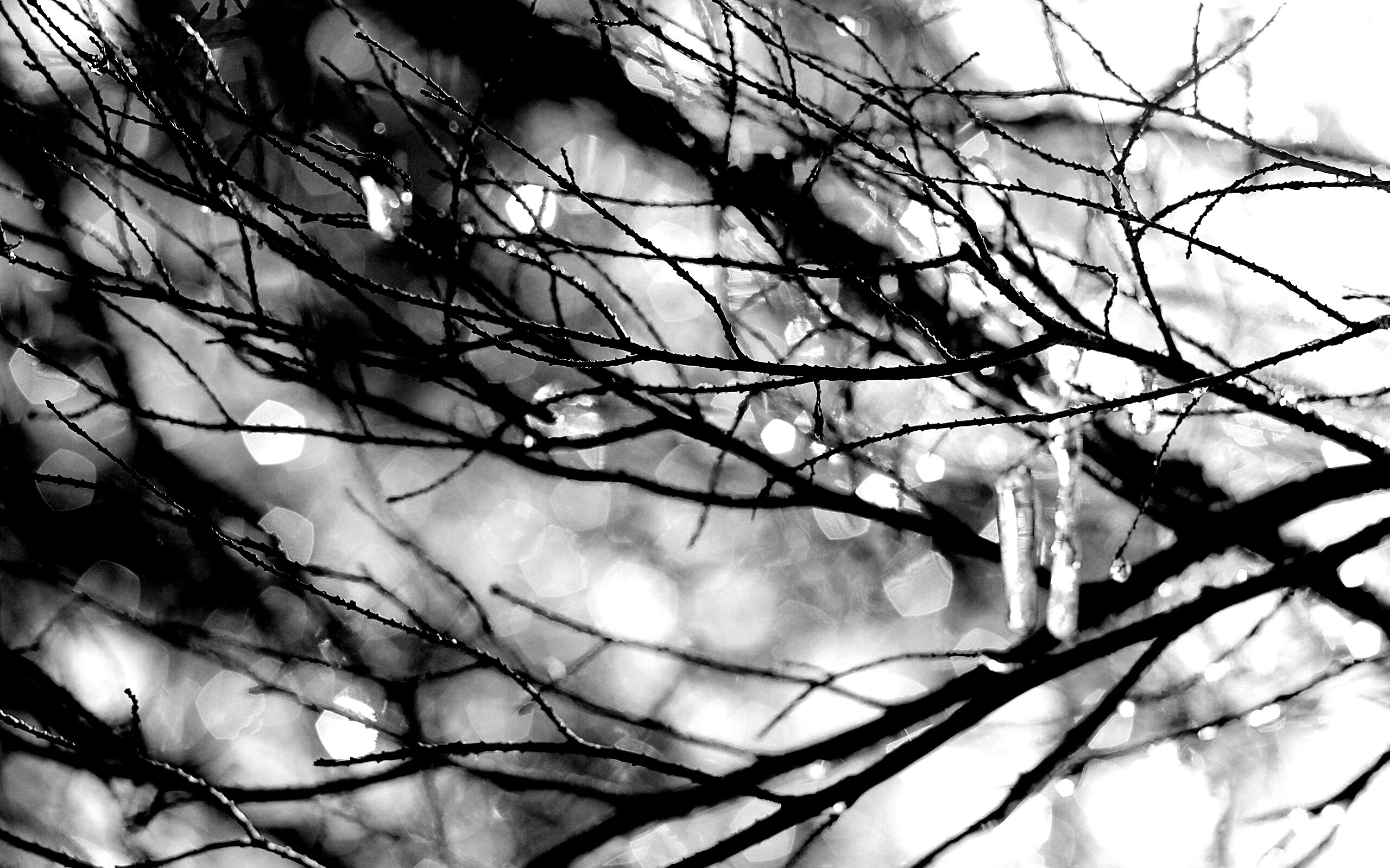 Мокрые ветви дерева обои