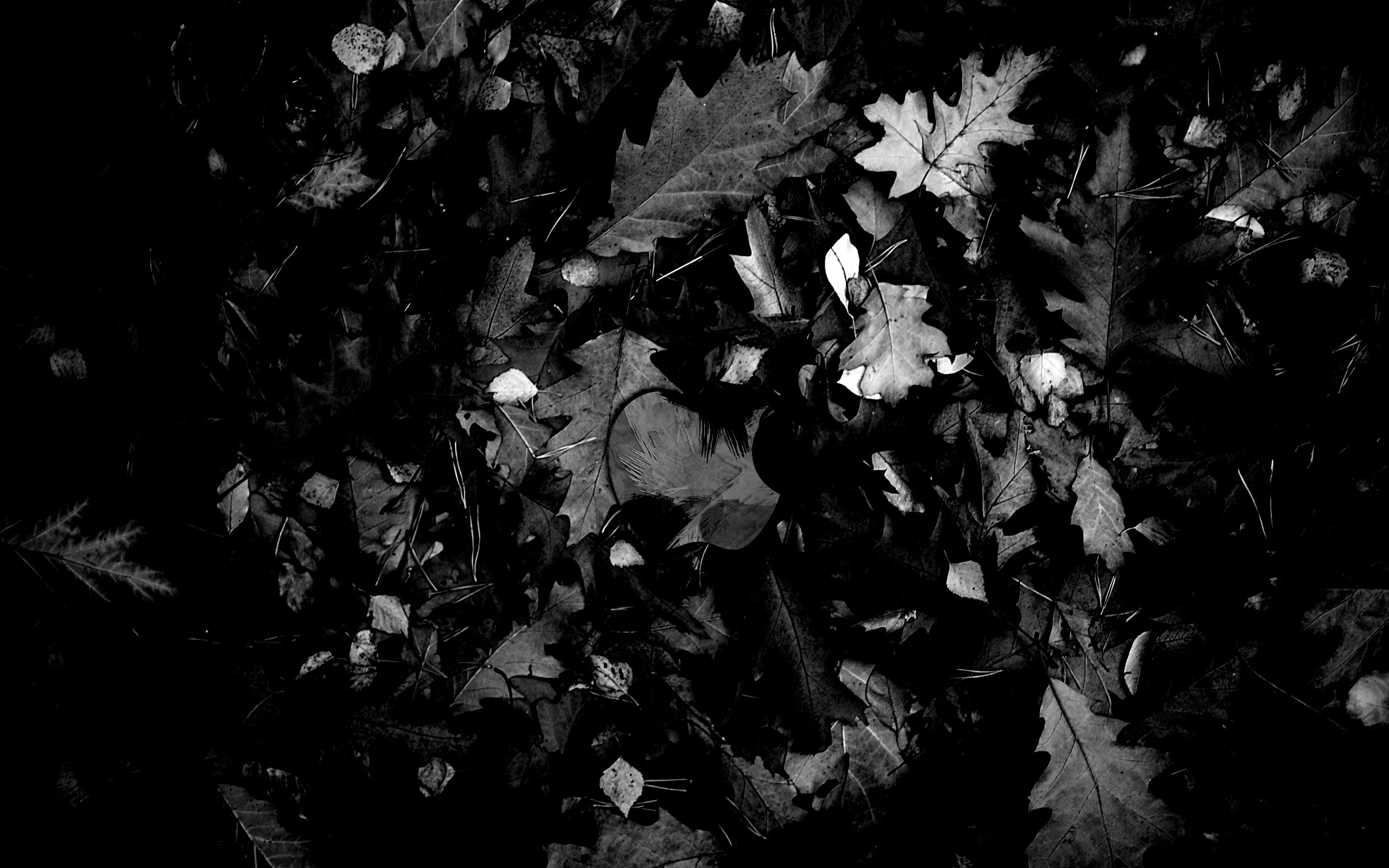 Яблоко в листьях обои