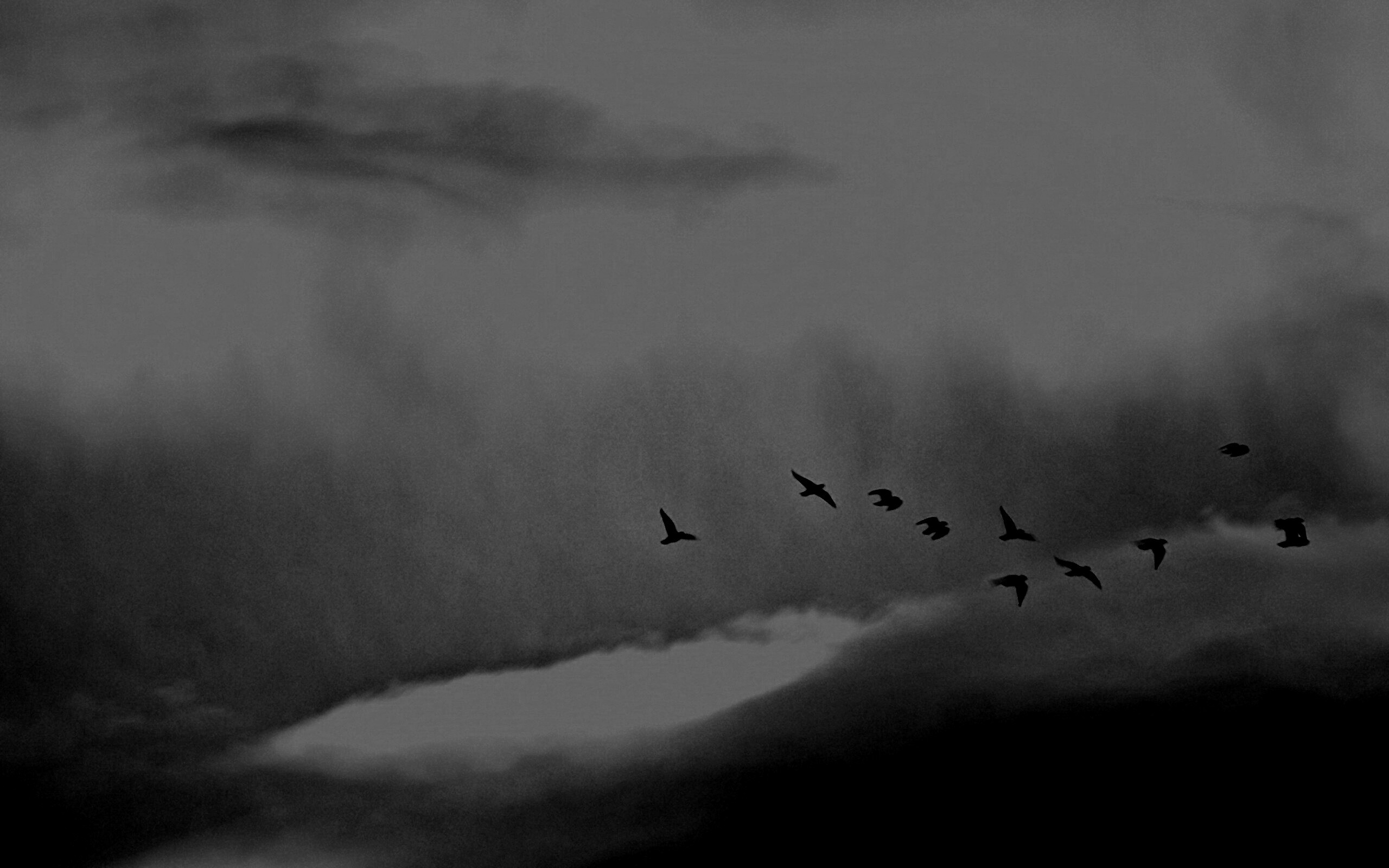 Птицы летят в закатном небе обои