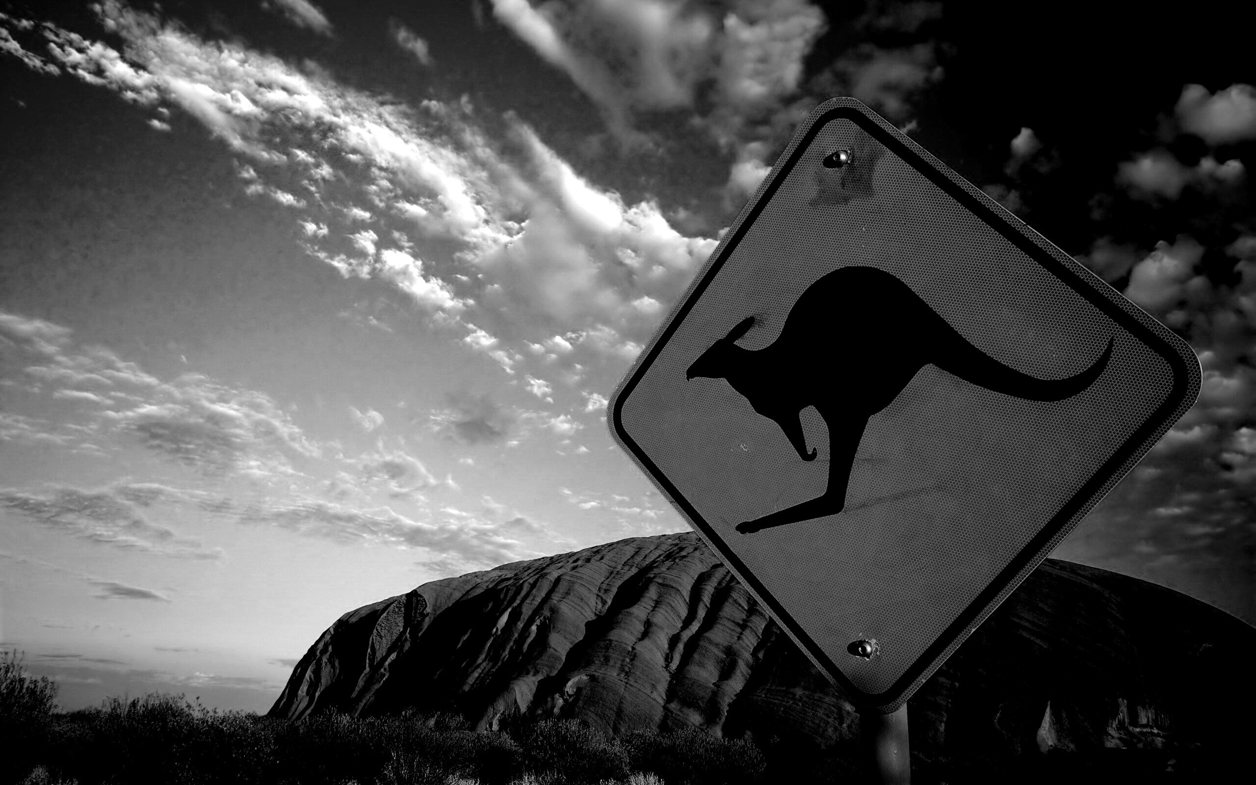 Осторожно, кенгуру! обои