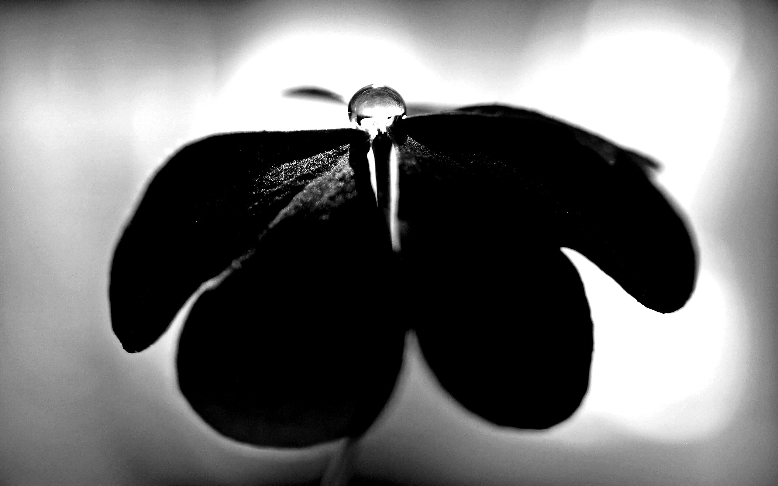 Зеленые листики и капелька воды обои