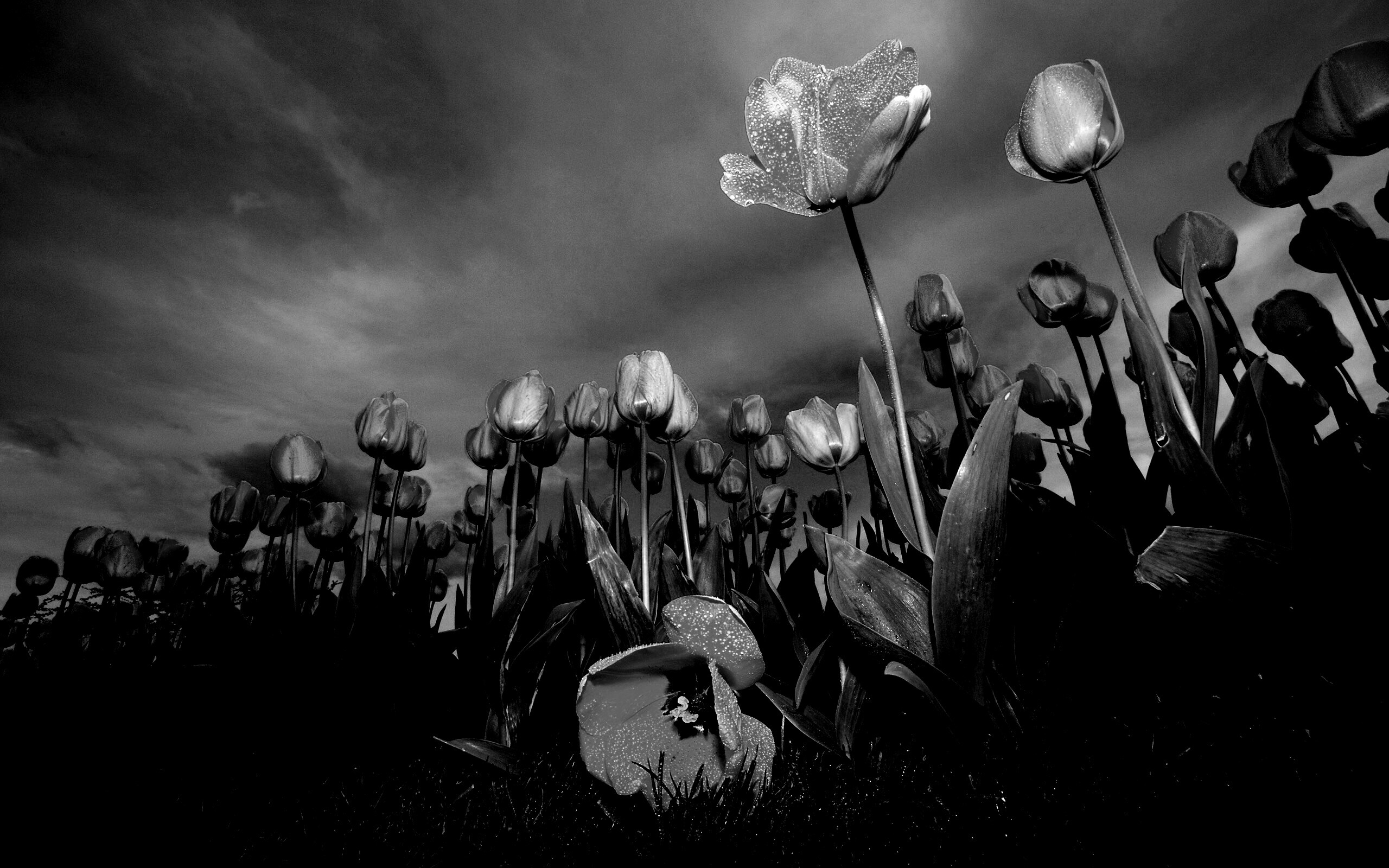 Жёлтые тюльпаны обои