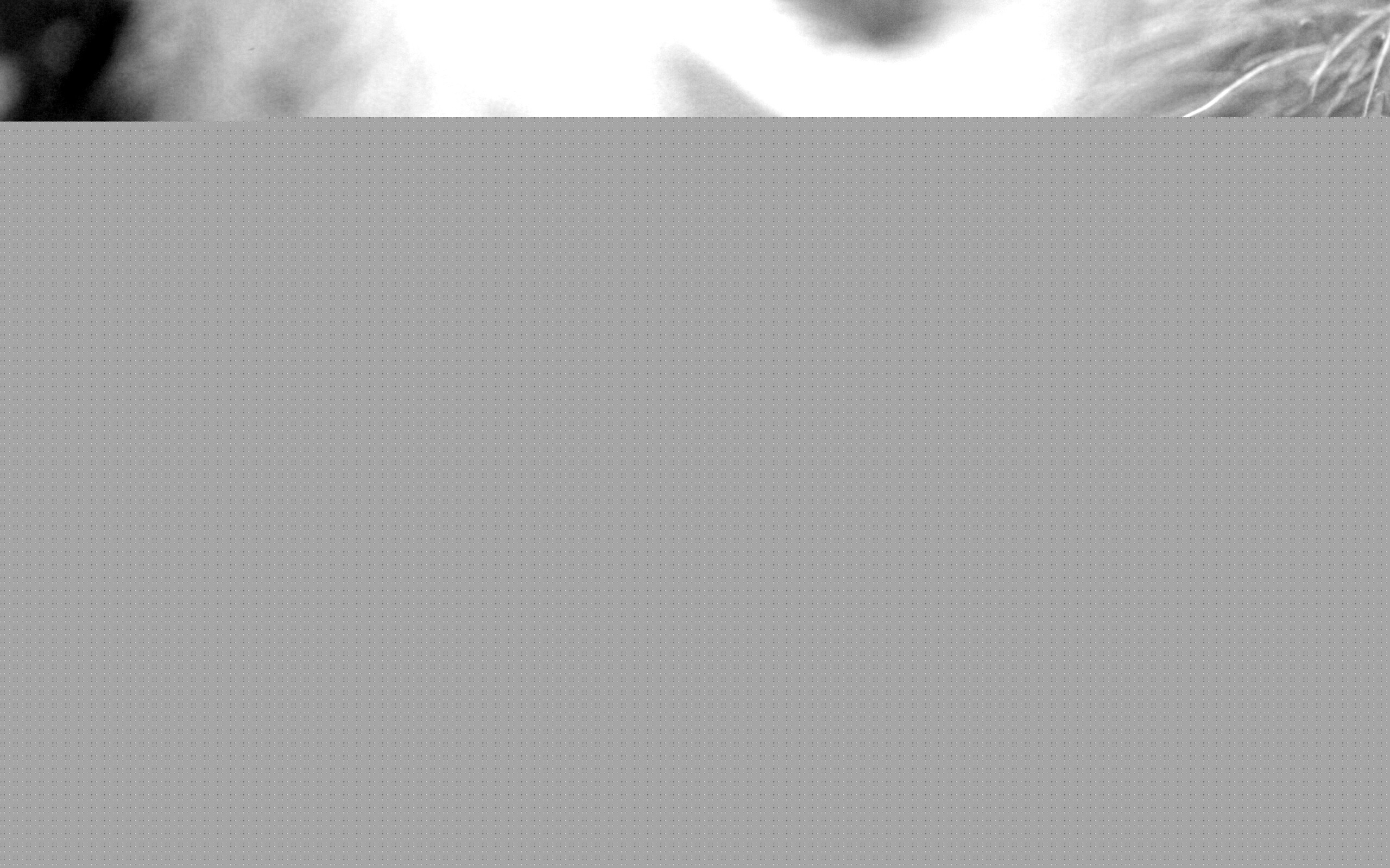 Летящее насекомое обои