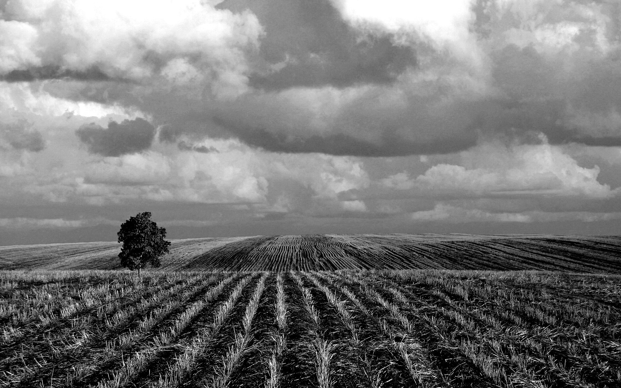 Дерево в поле обои