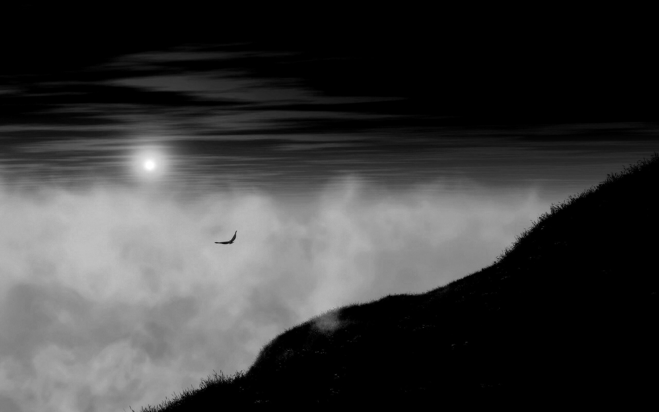 Птица парит над туманом обои