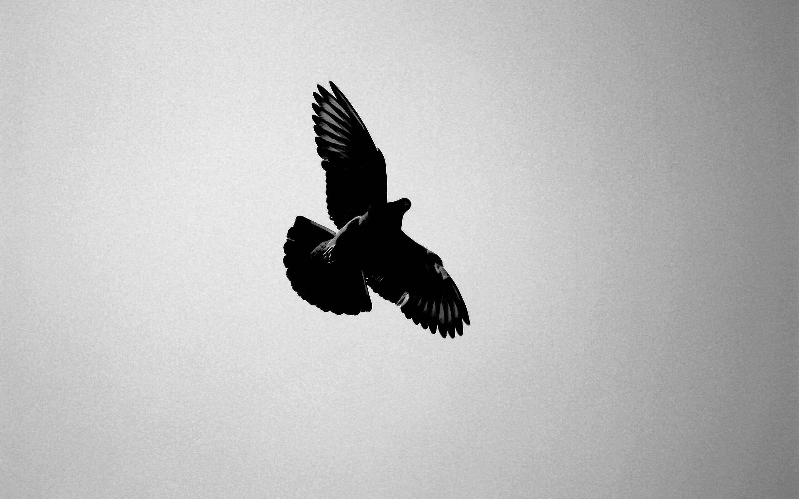 Голубь в полёте обои