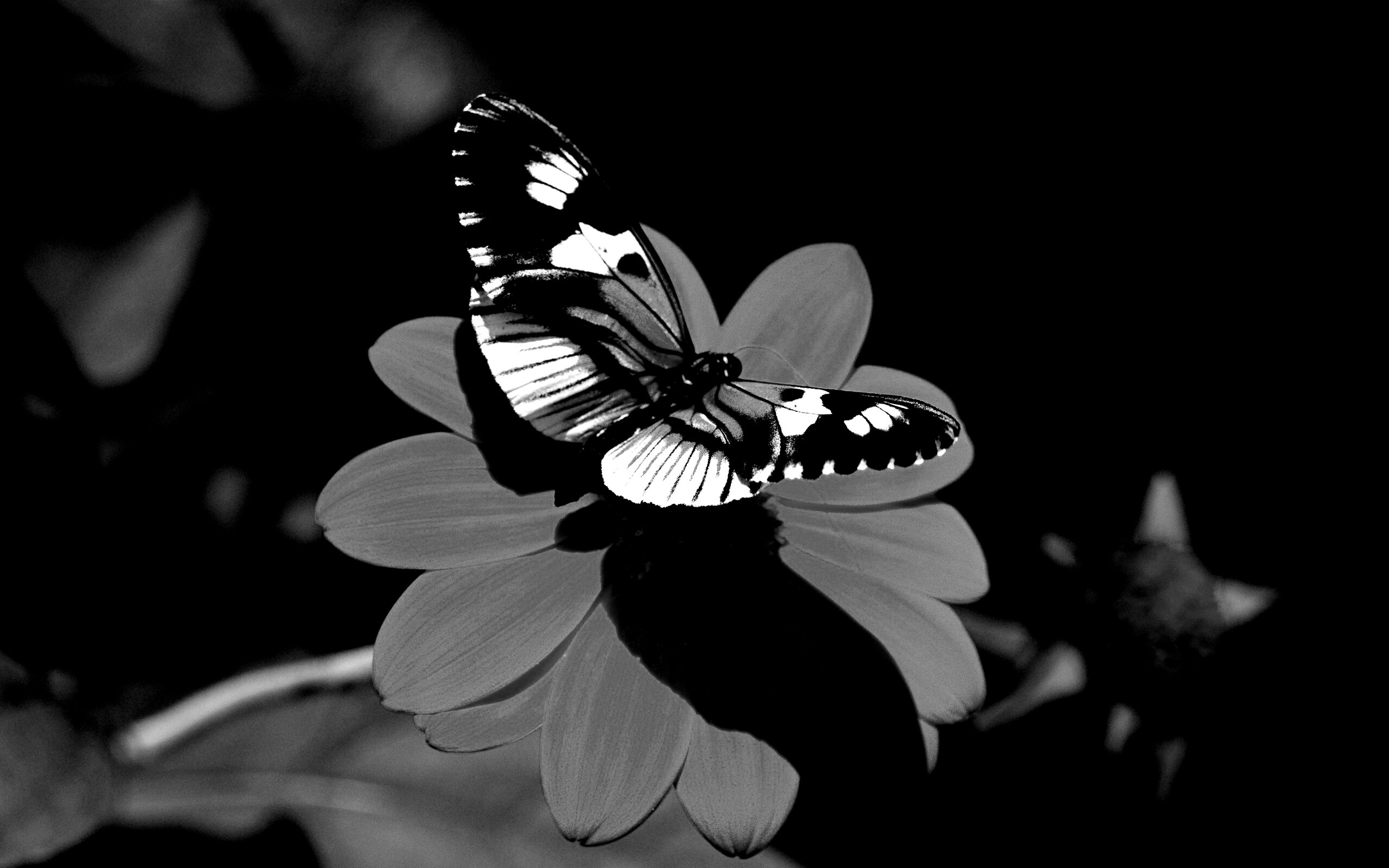 Бабочка на цветке обои