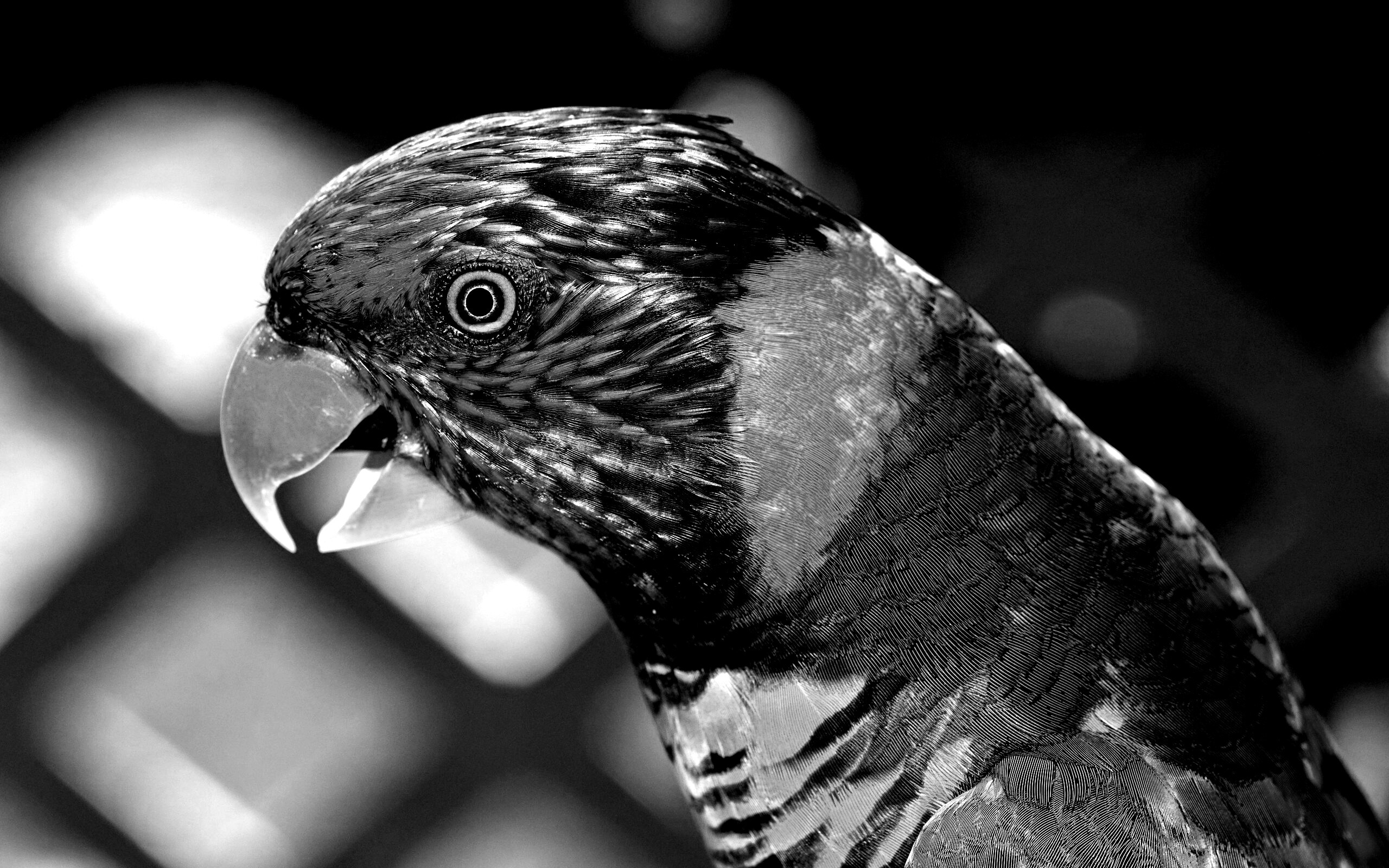 Красноглазйы попугай обои