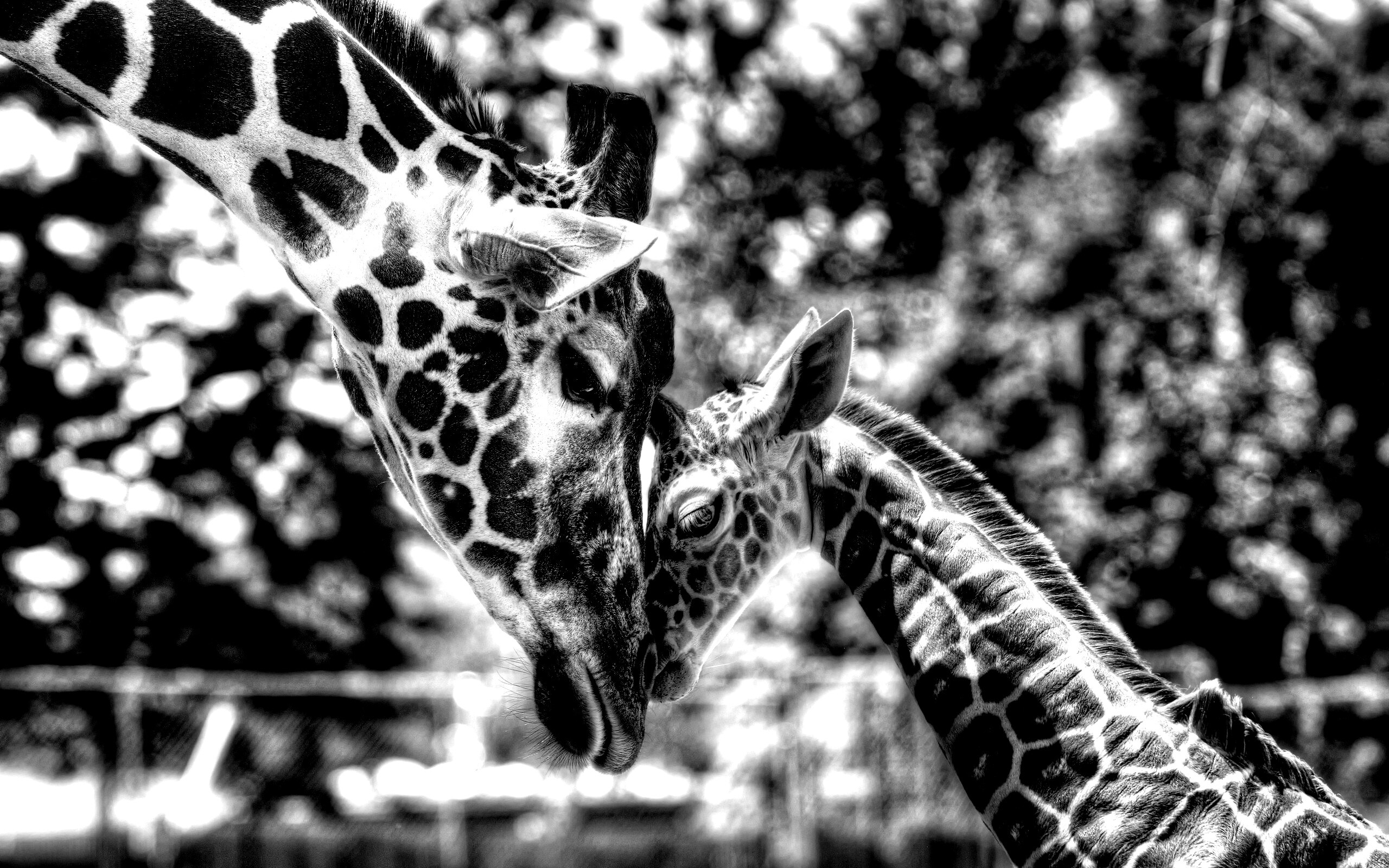 Жирафа и жирафёнок обои