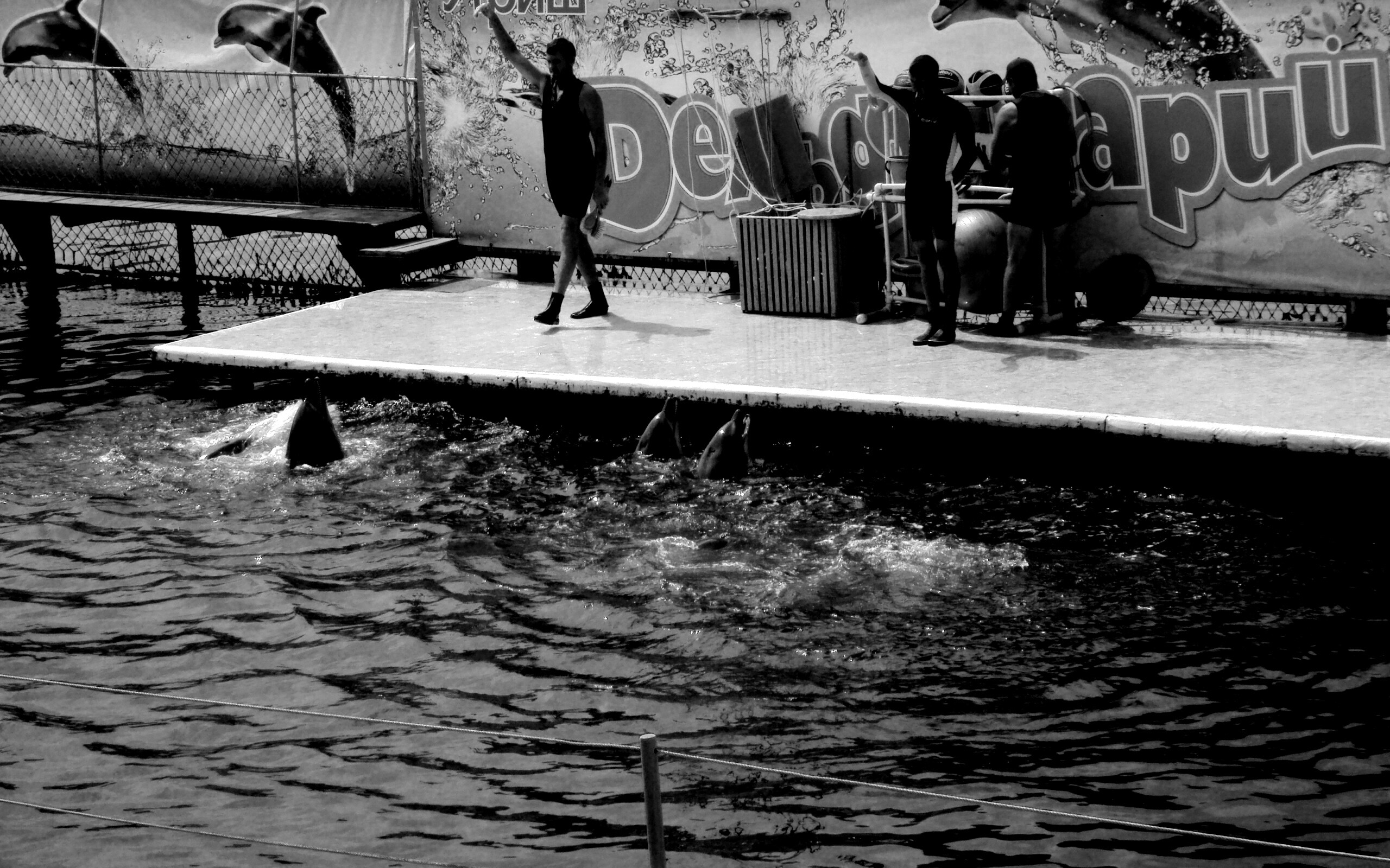 Утро в дельфинарии обои