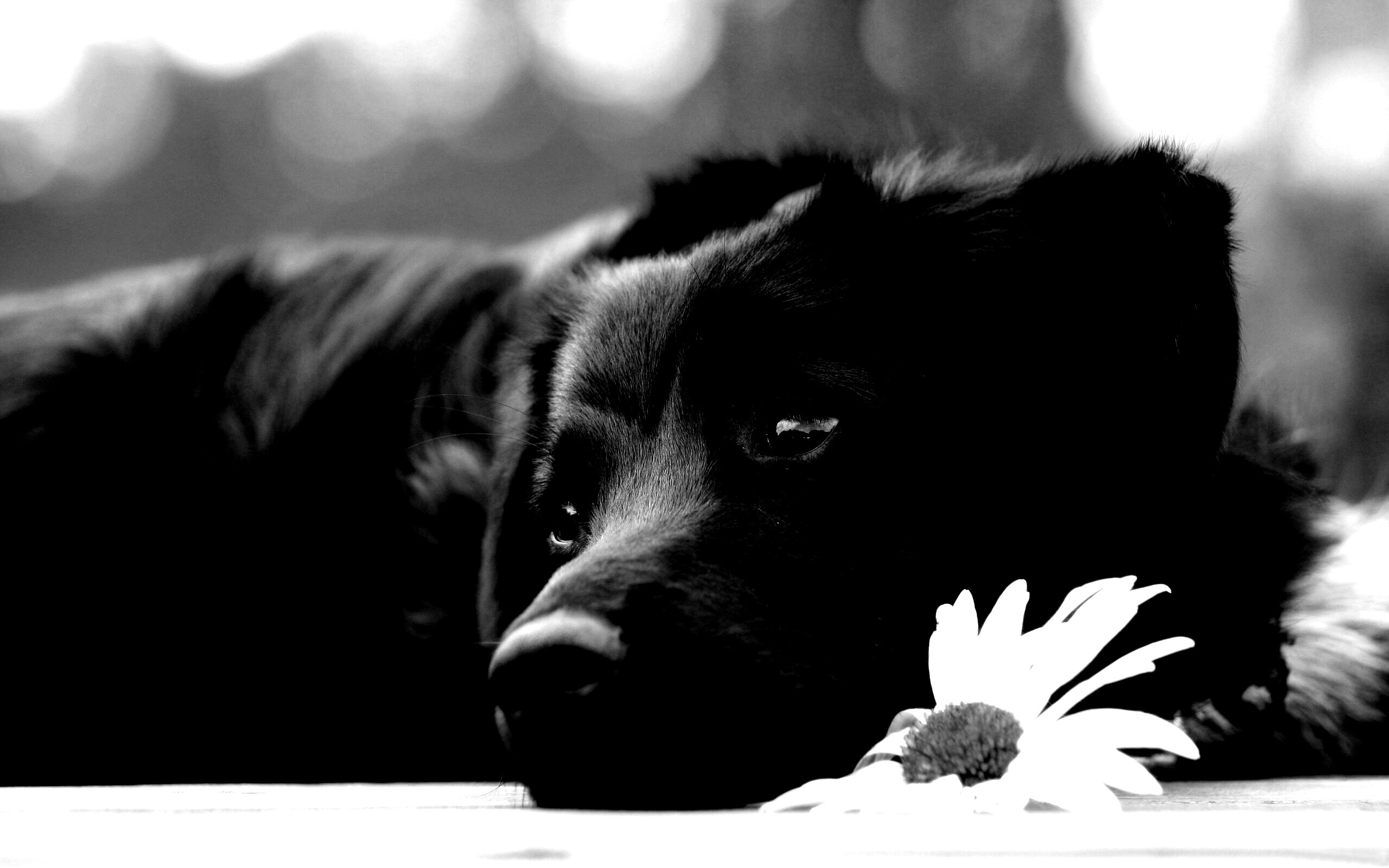 Собака с ромашкой обои