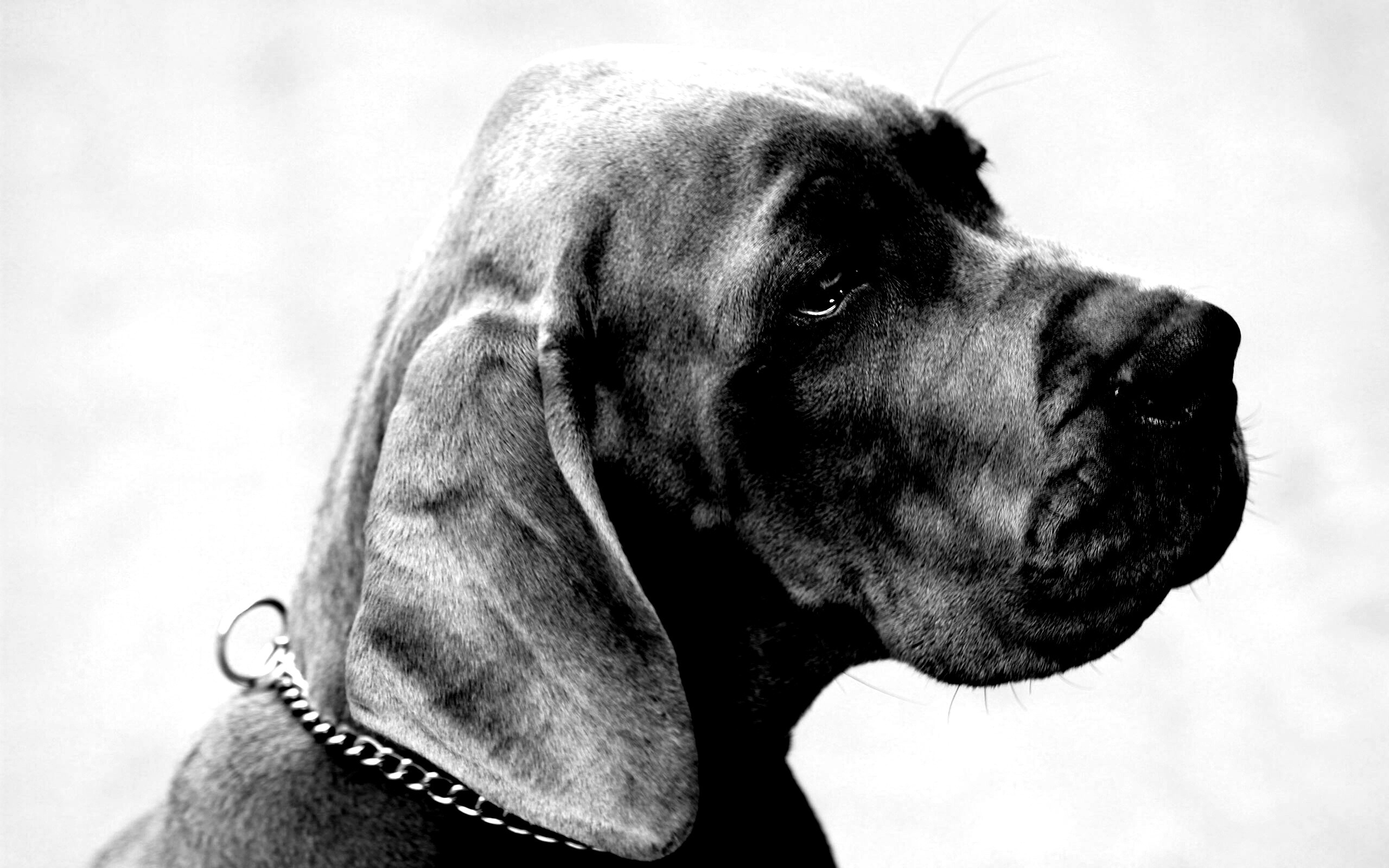 Грустная собака обои