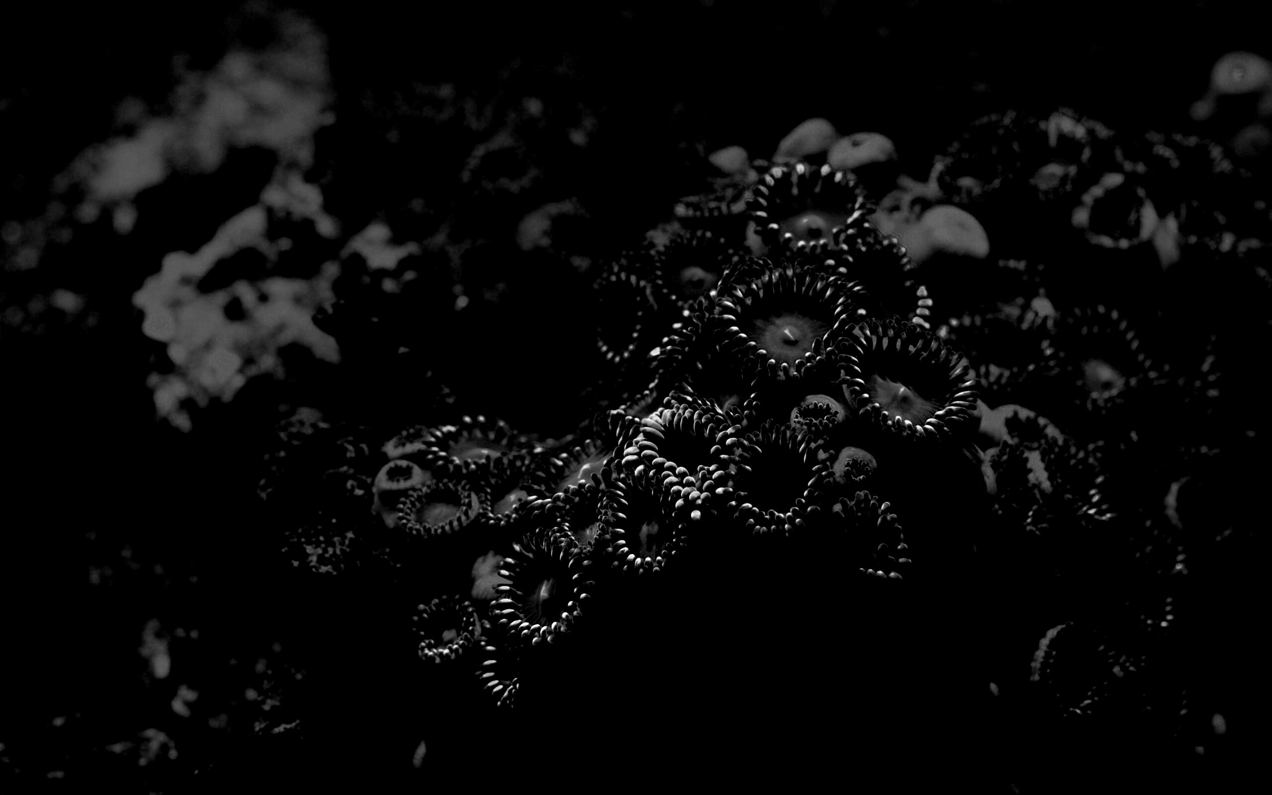 Морское дно обои