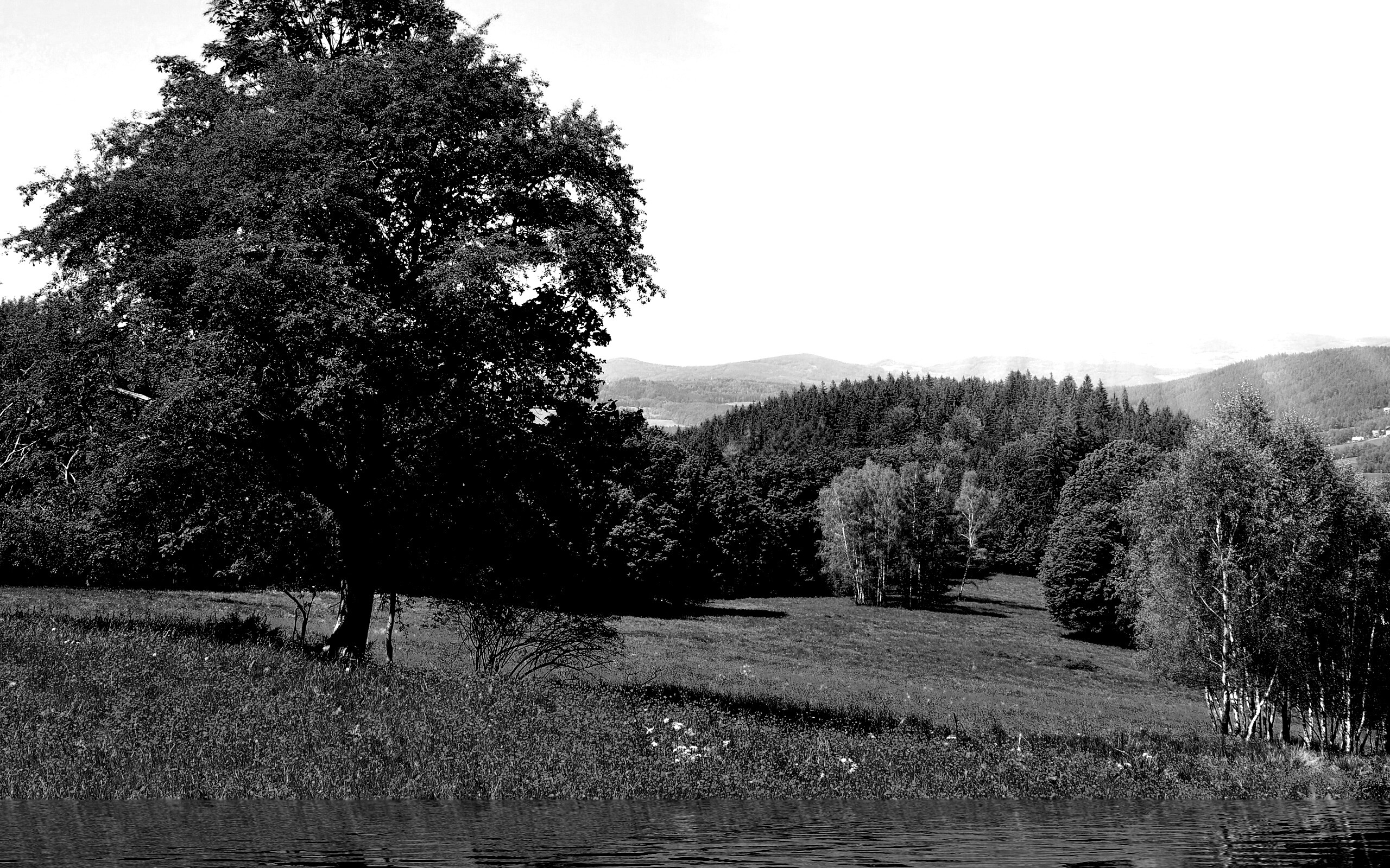 Дерево у воды обои