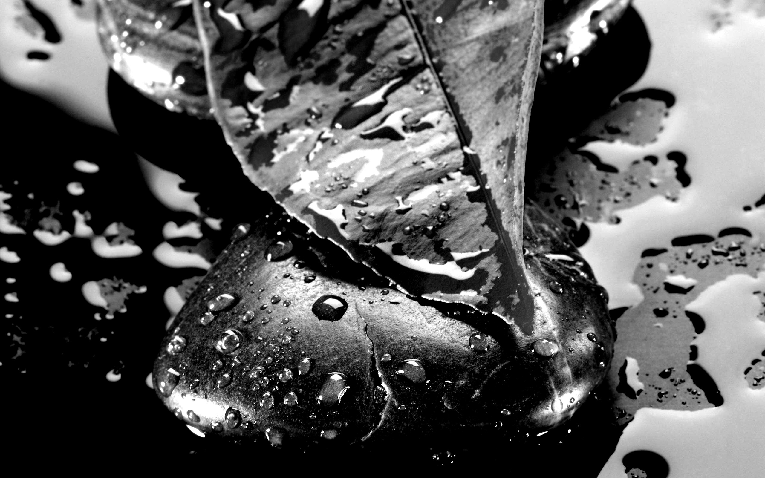 Зеленый лист на черных камнях обои