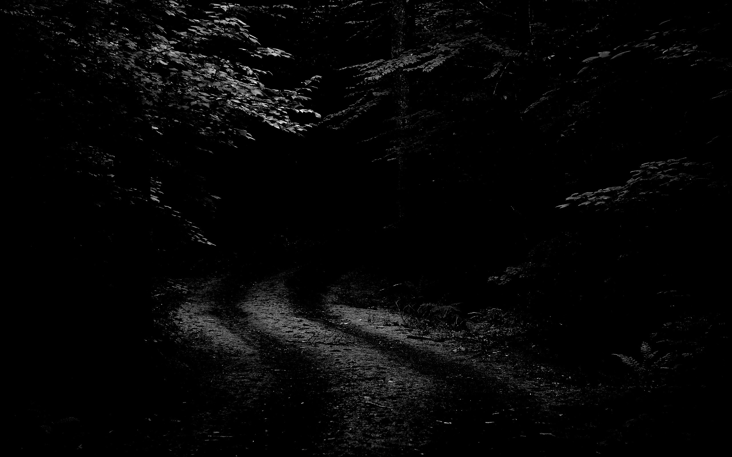 Лесная дорога обои