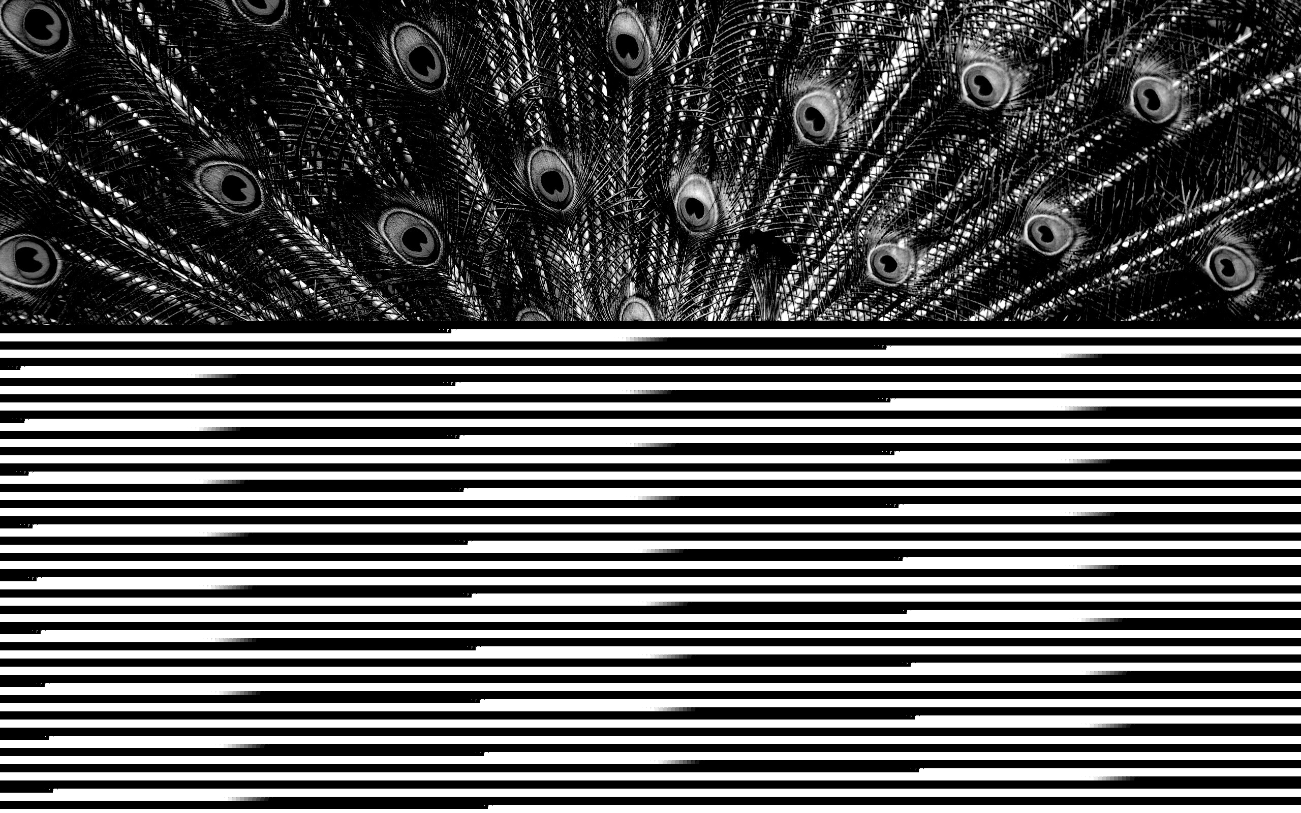 Красивый павлин обои