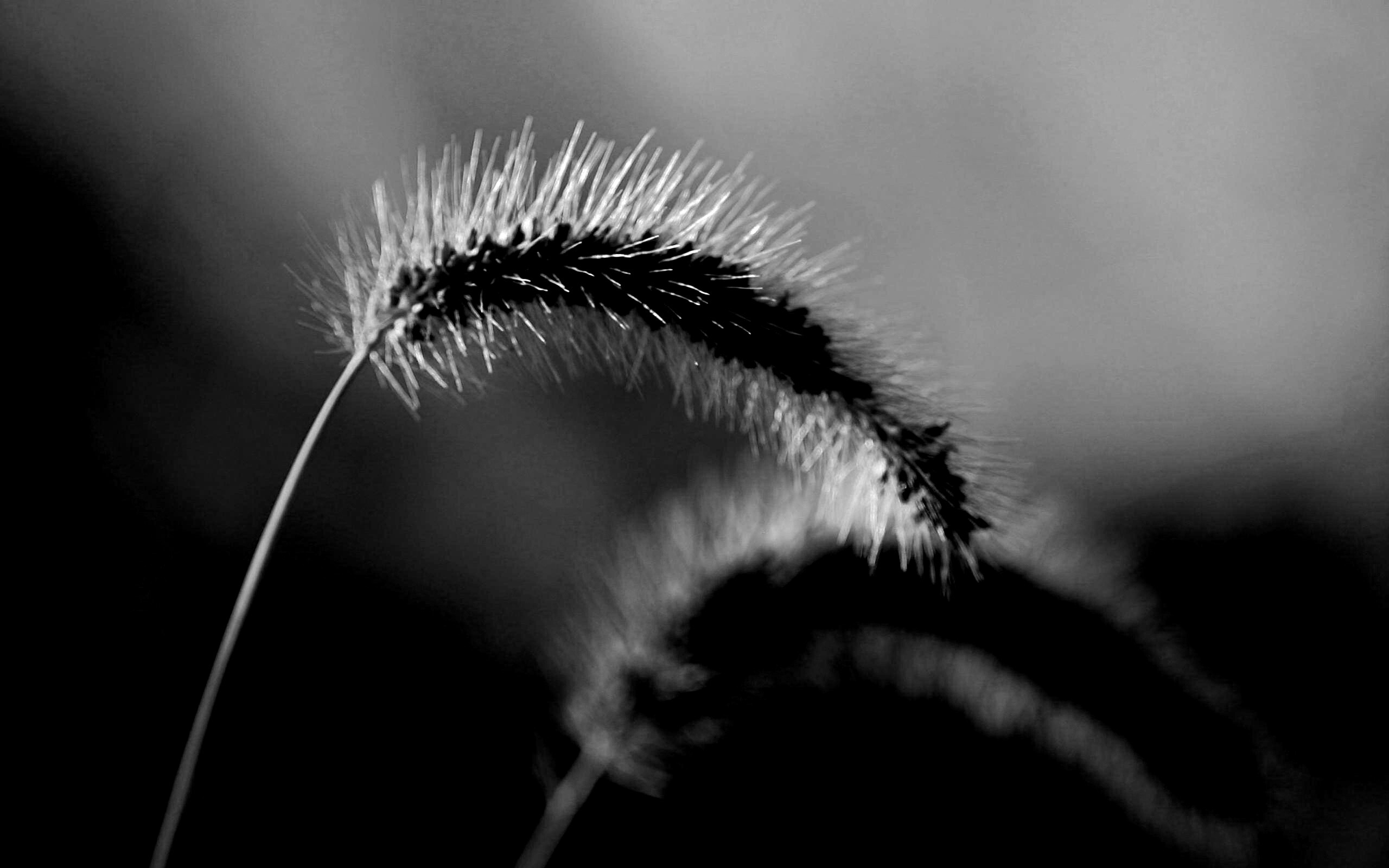 Травинка обои