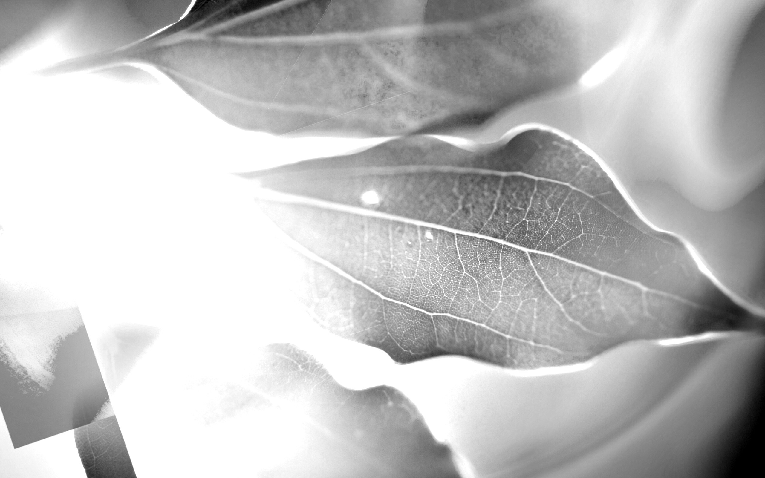 Радужные листья обои