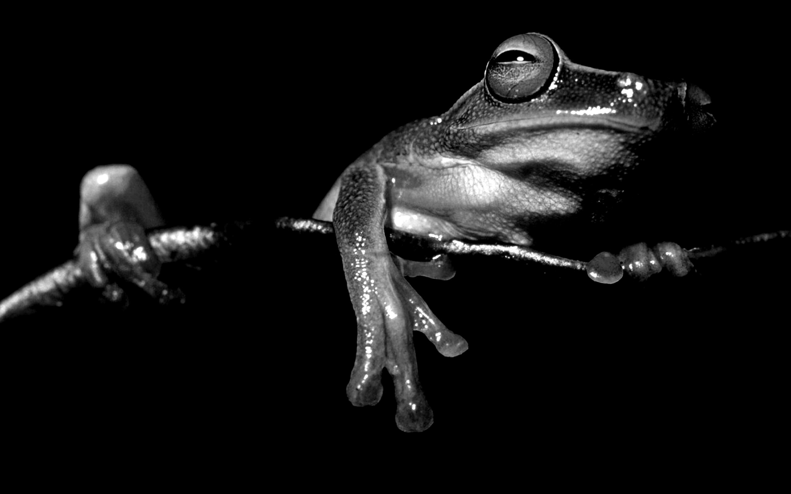 Лягушка на отдыхе обои