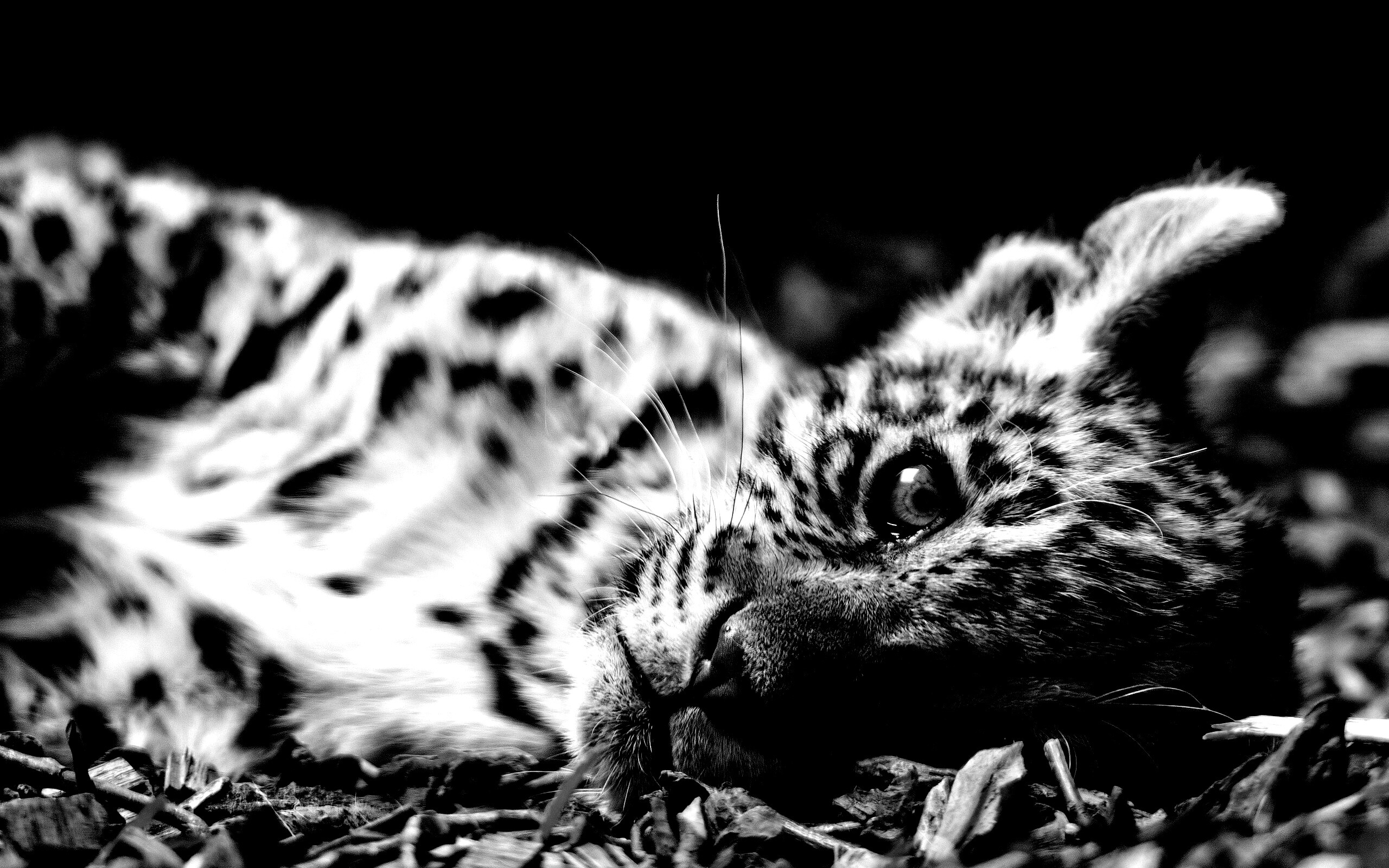 Гепард котенок обои