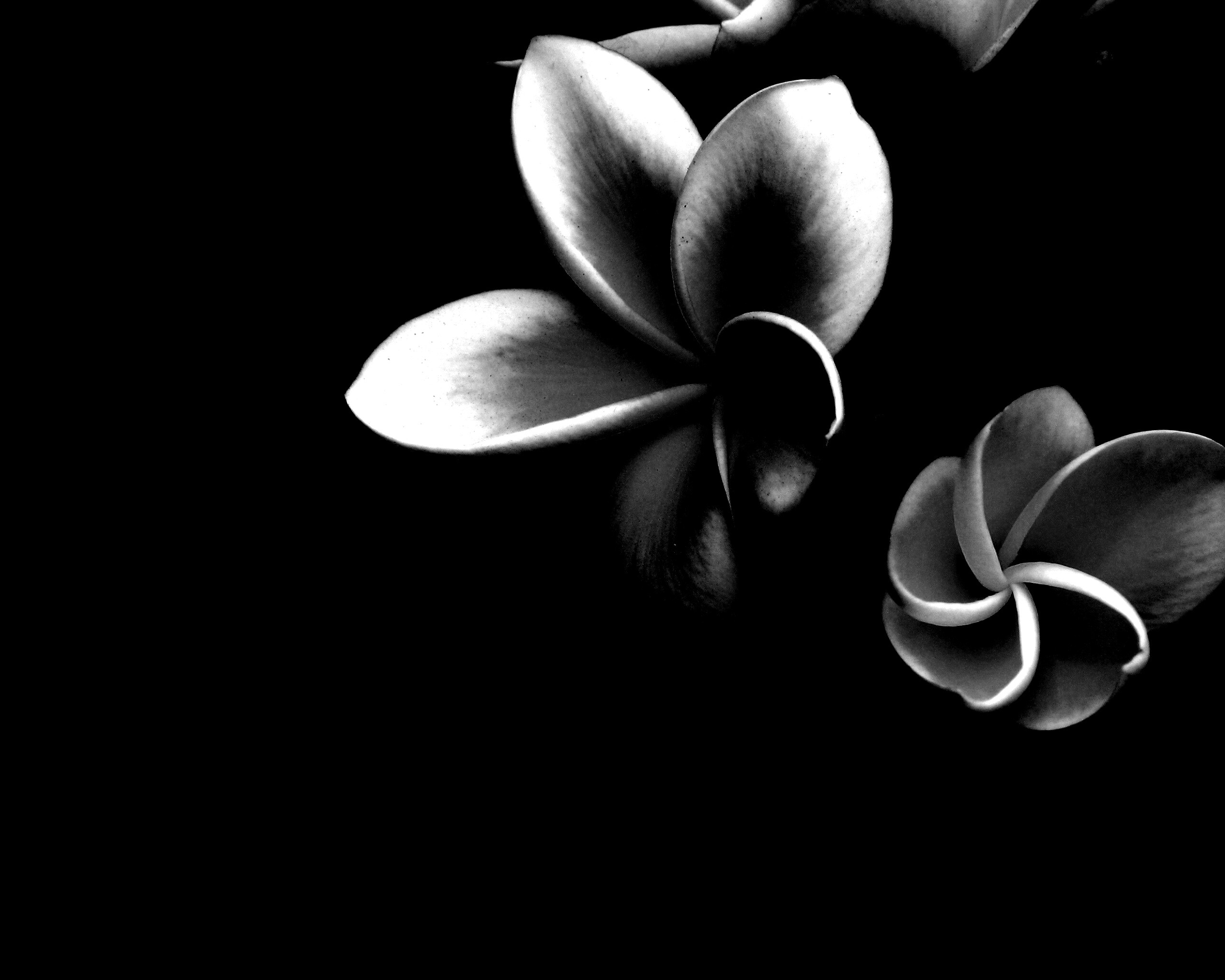 Цветки обои