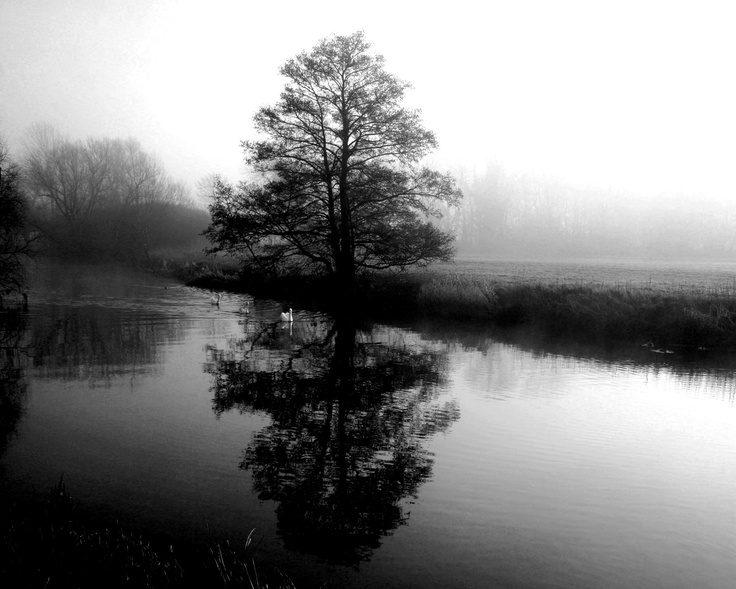 Дерево в тумане обои