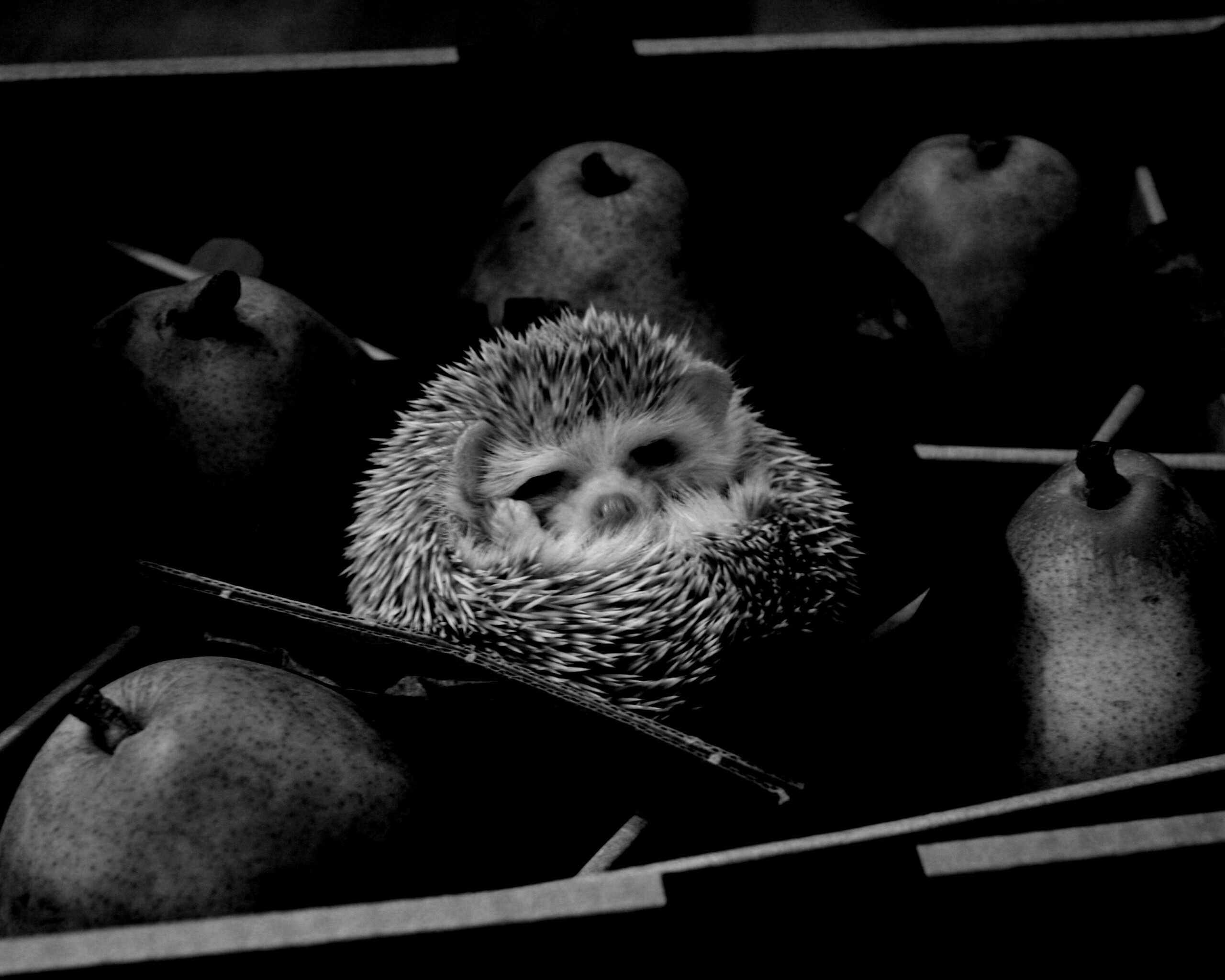 Ёжик в грушах обои